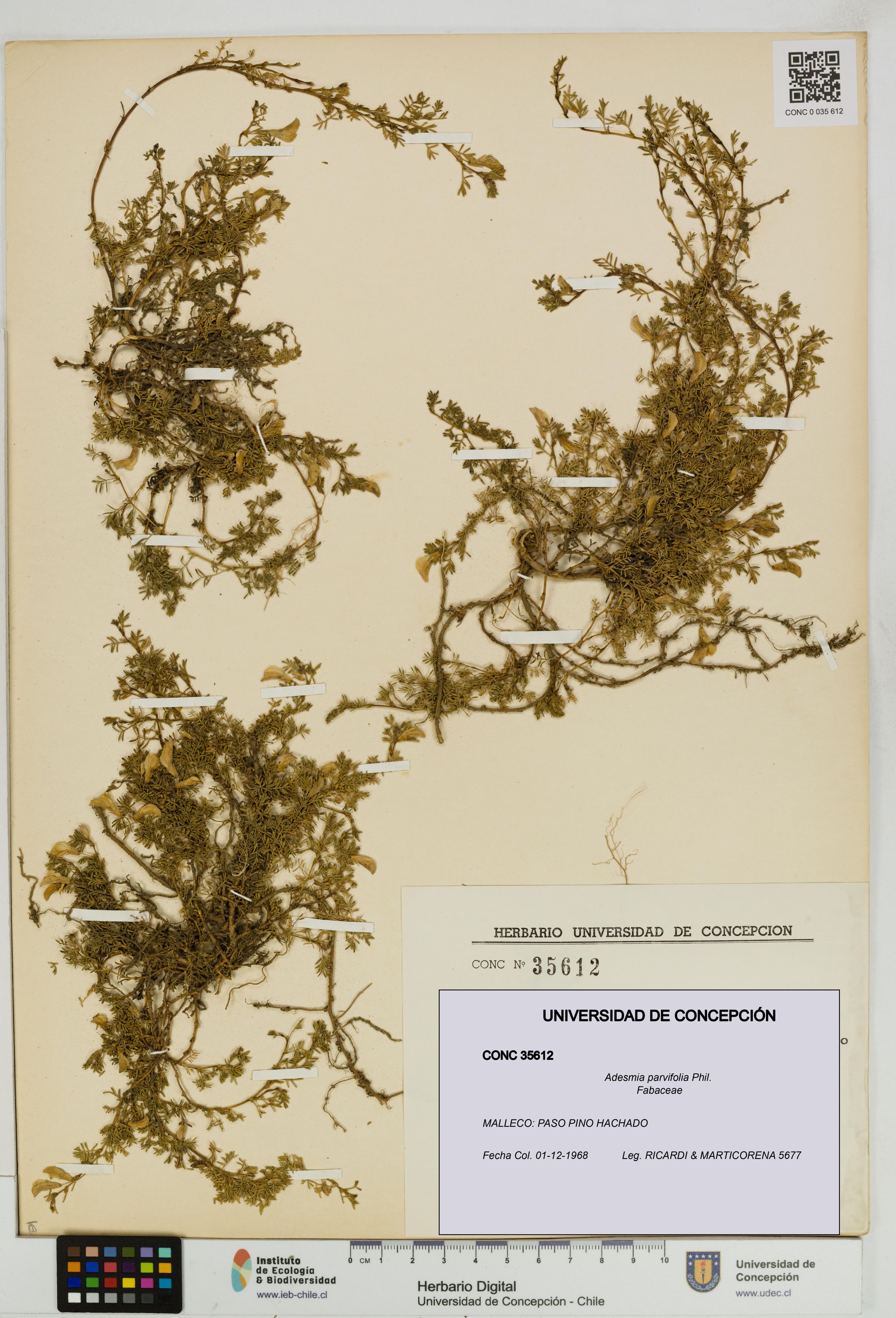 Adesmia parvifolia [Espécimen: ]