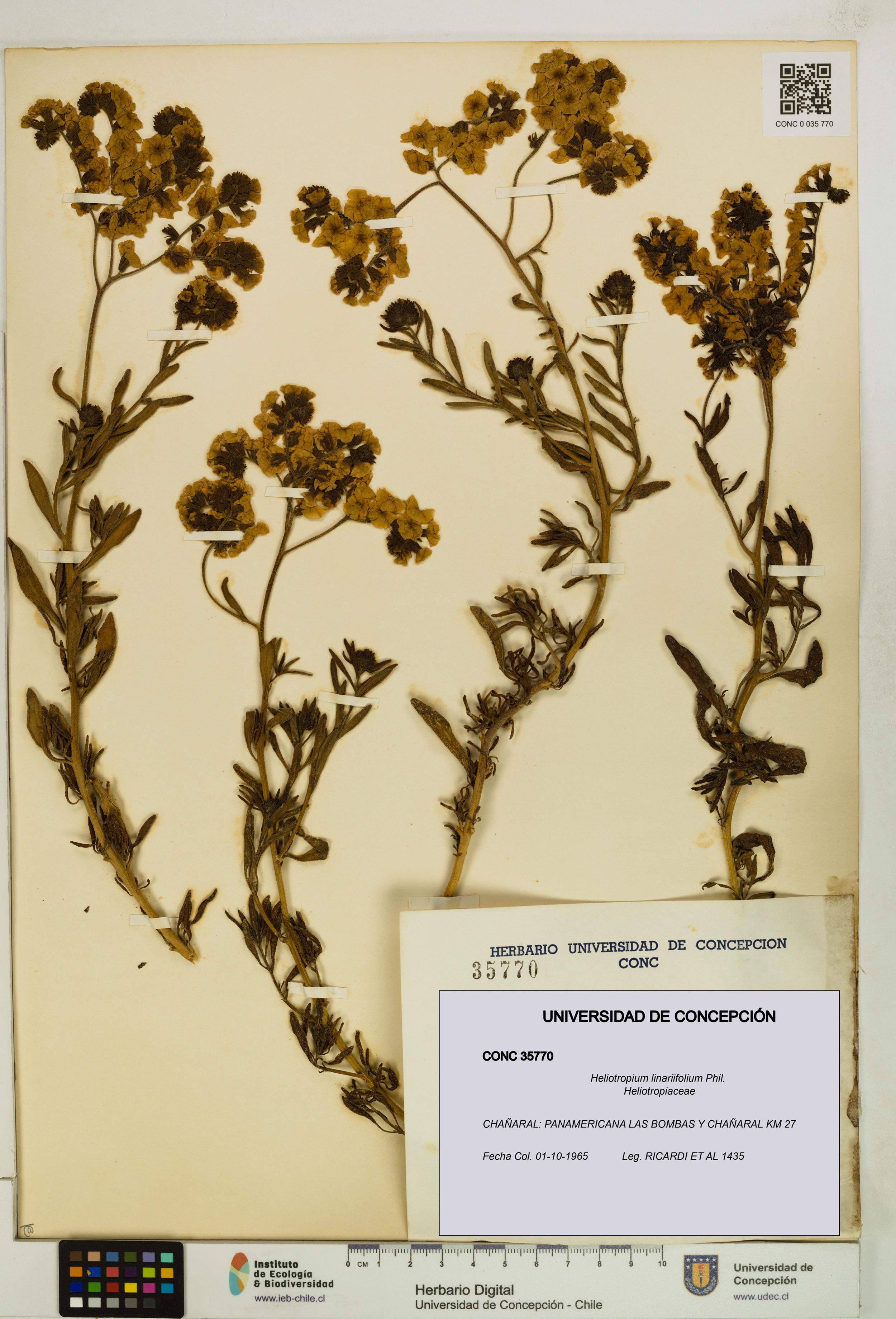 Heliotropium linariifolium [Espécimen: ]