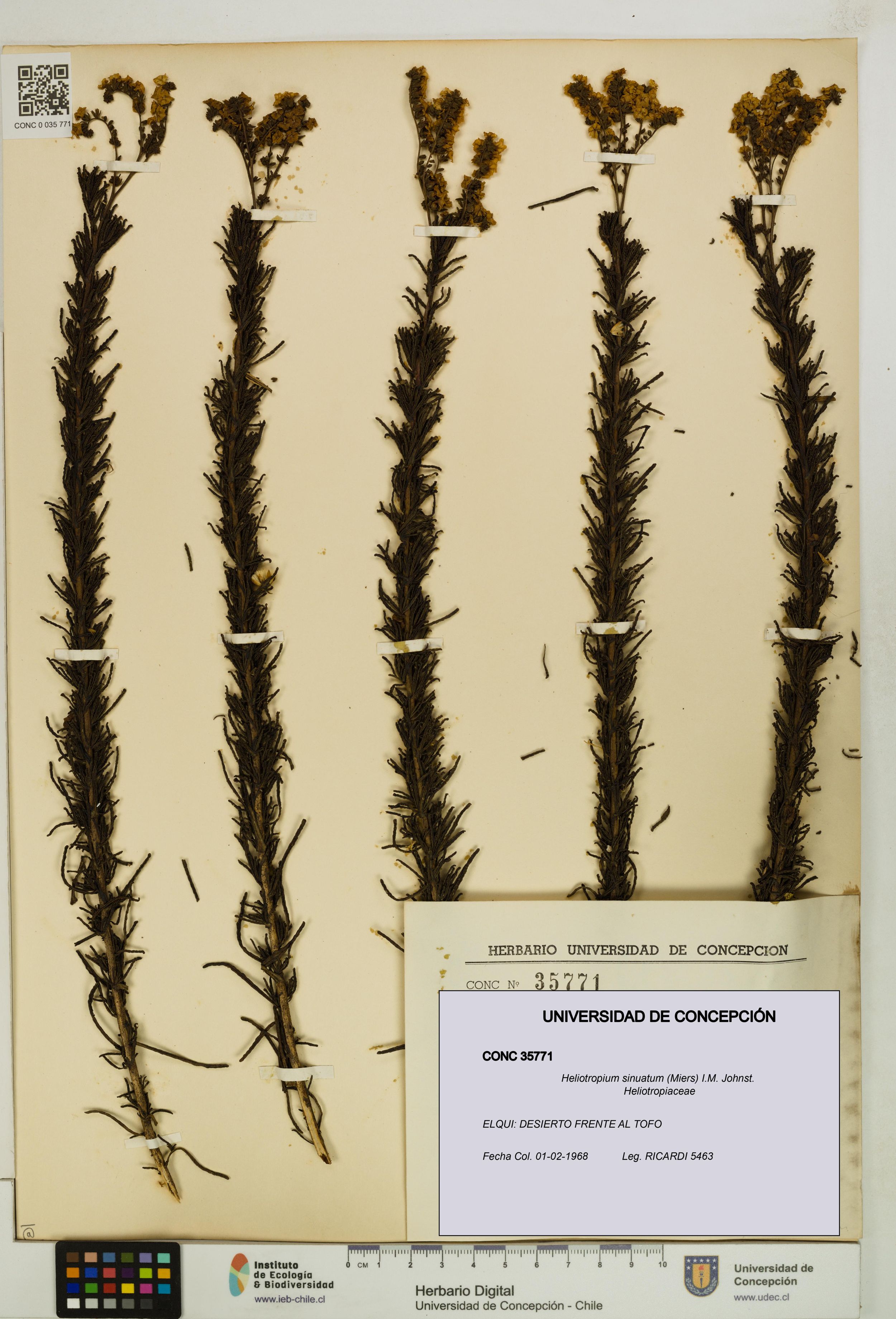 Heliotropium sinuatum [Espécimen: ]