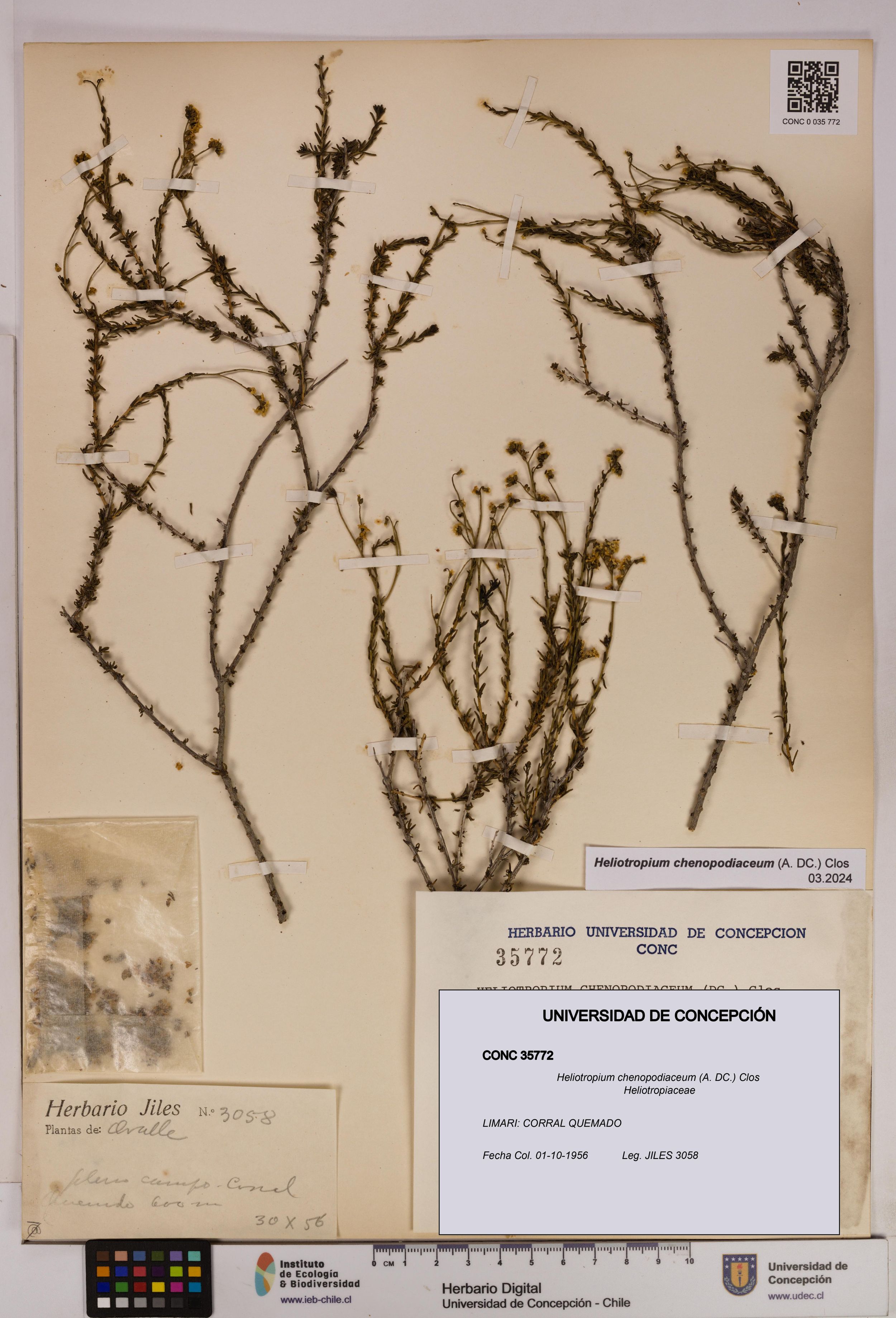 Heliotropium chenopodiaceum [Espécimen: ]