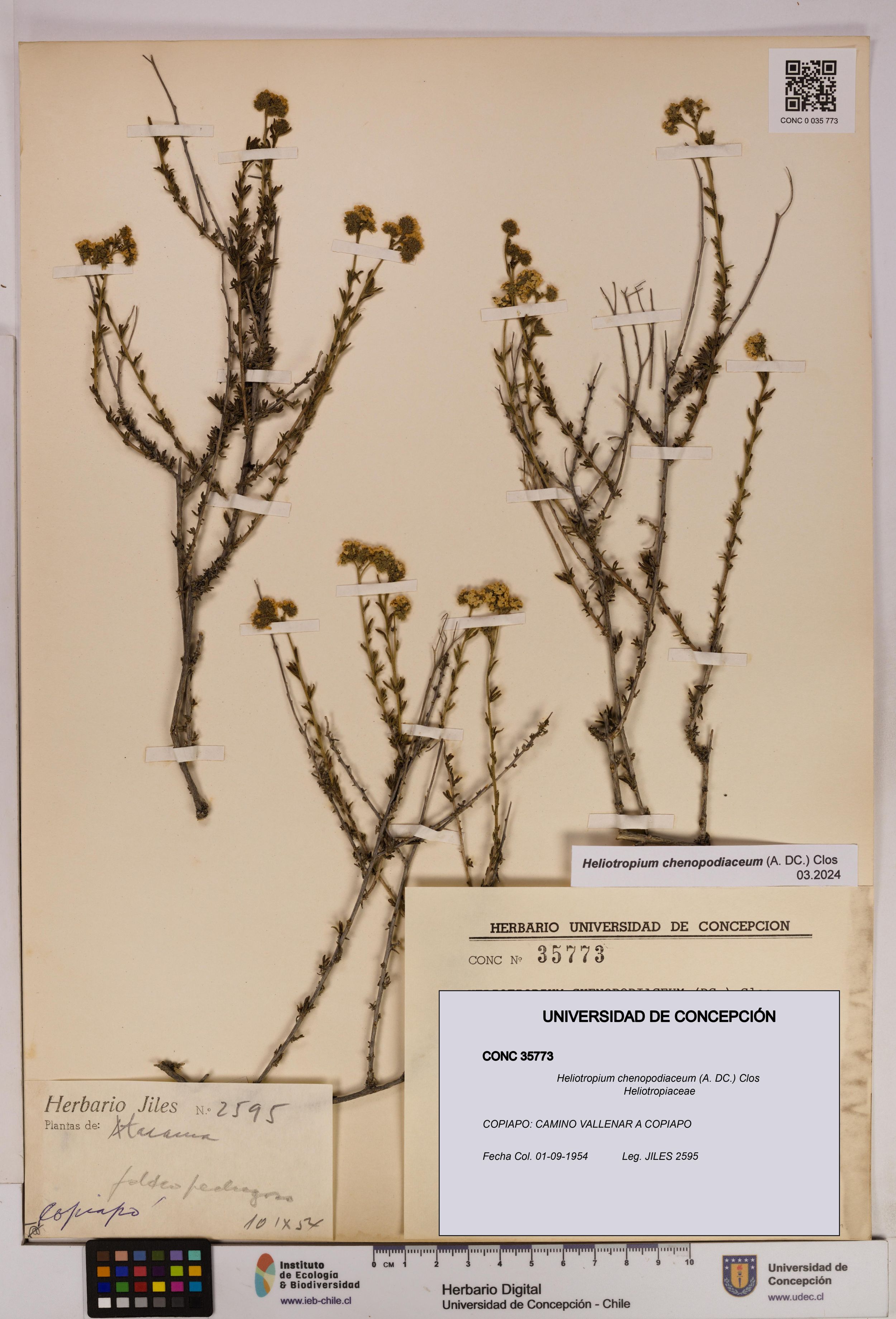 Heliotropium chenopodiaceum [Espécimen: ]