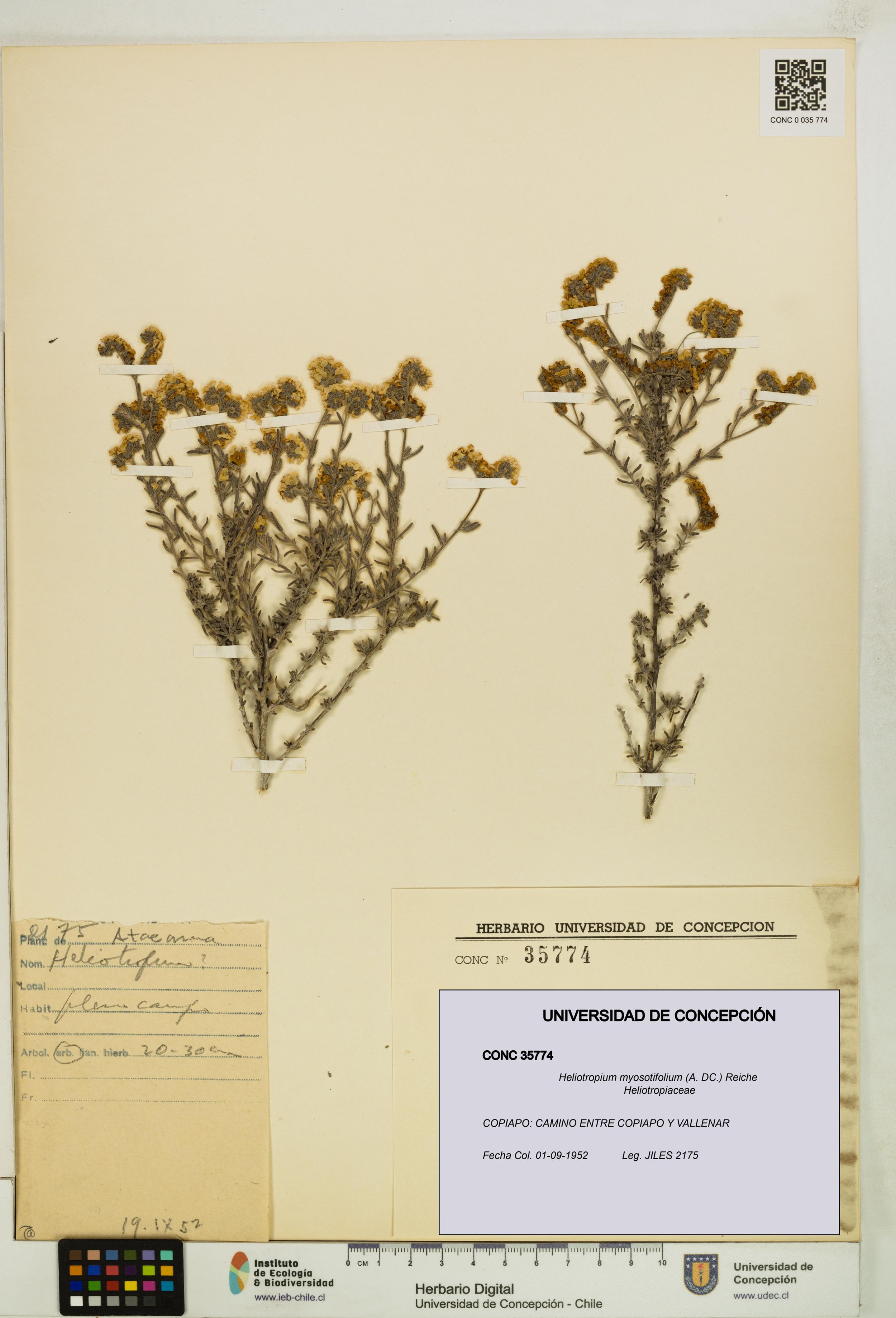 Heliotropium myosotifolium [Espécimen: ]