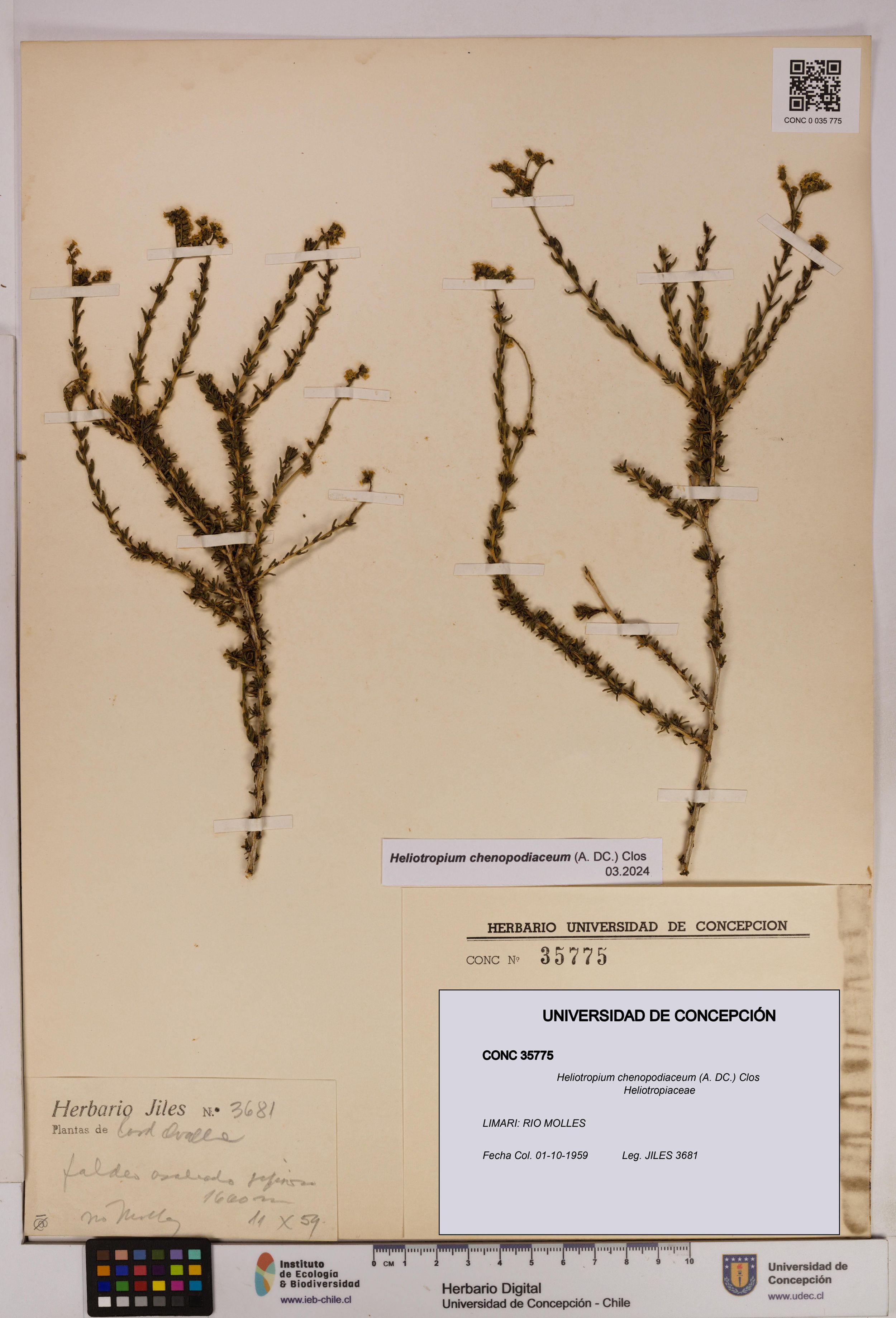 Heliotropium chenopodiaceum [Espécimen: ]
