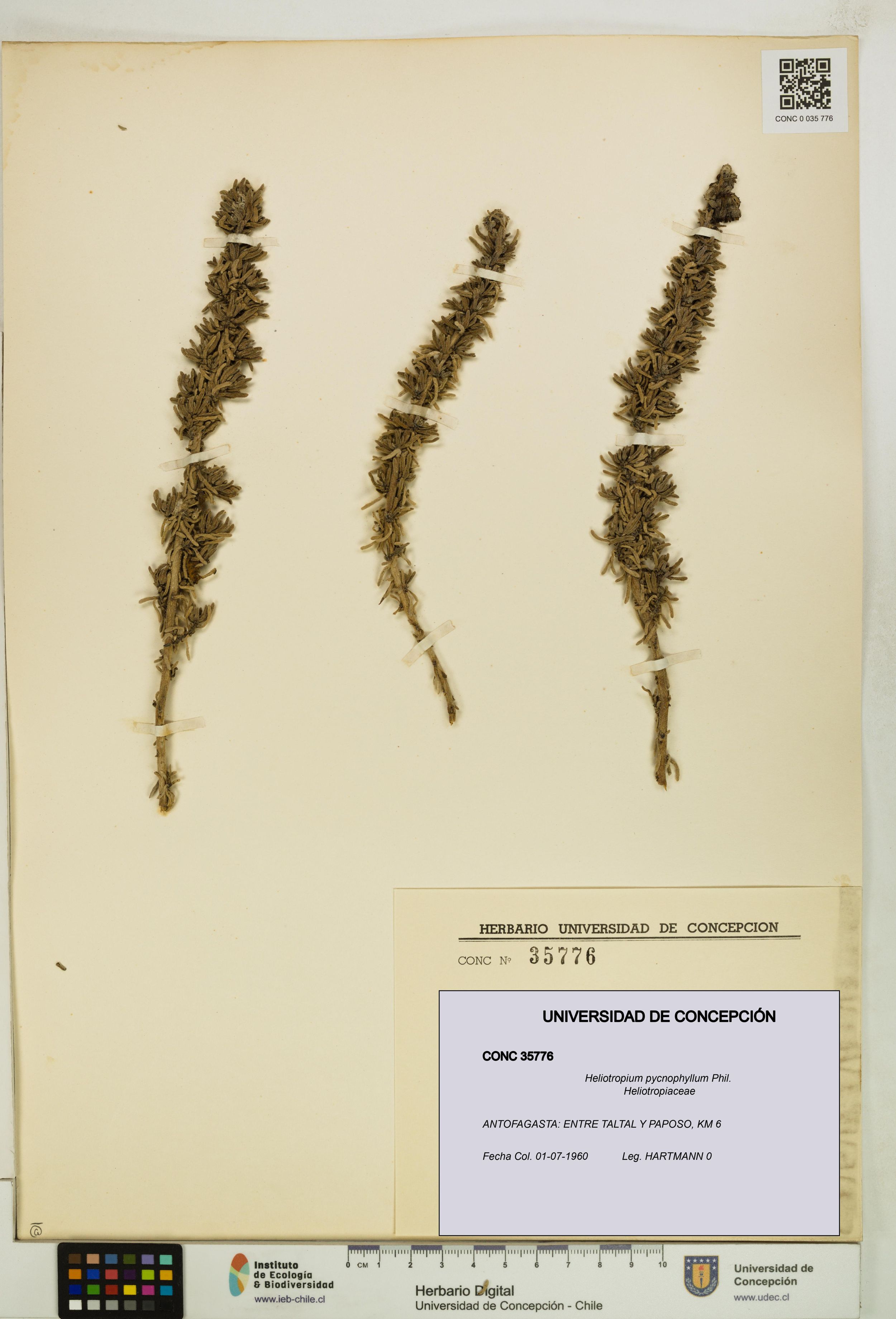 Heliotropium pycnophyllum [Espécimen: ]