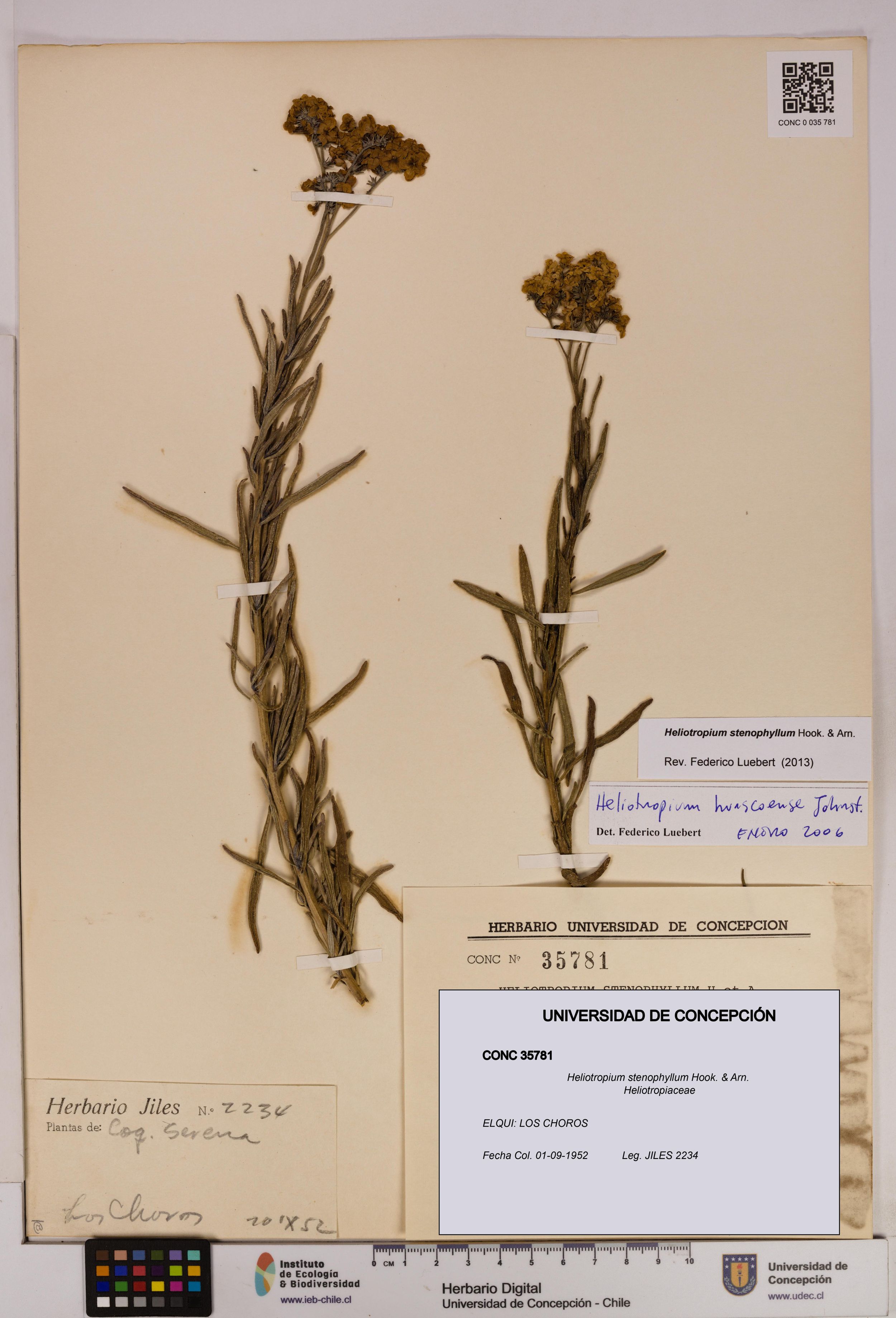 Heliotropium stenophyllum [Espécimen: ]