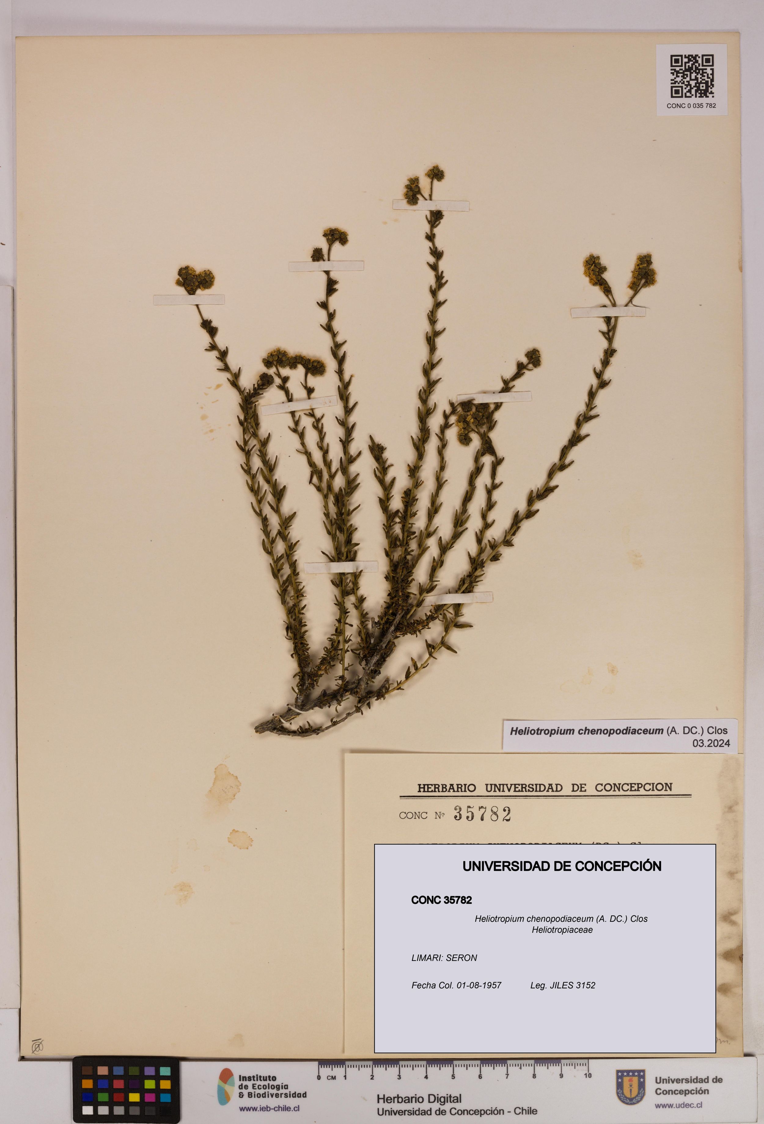Heliotropium chenopodiaceum [Espécimen: ]