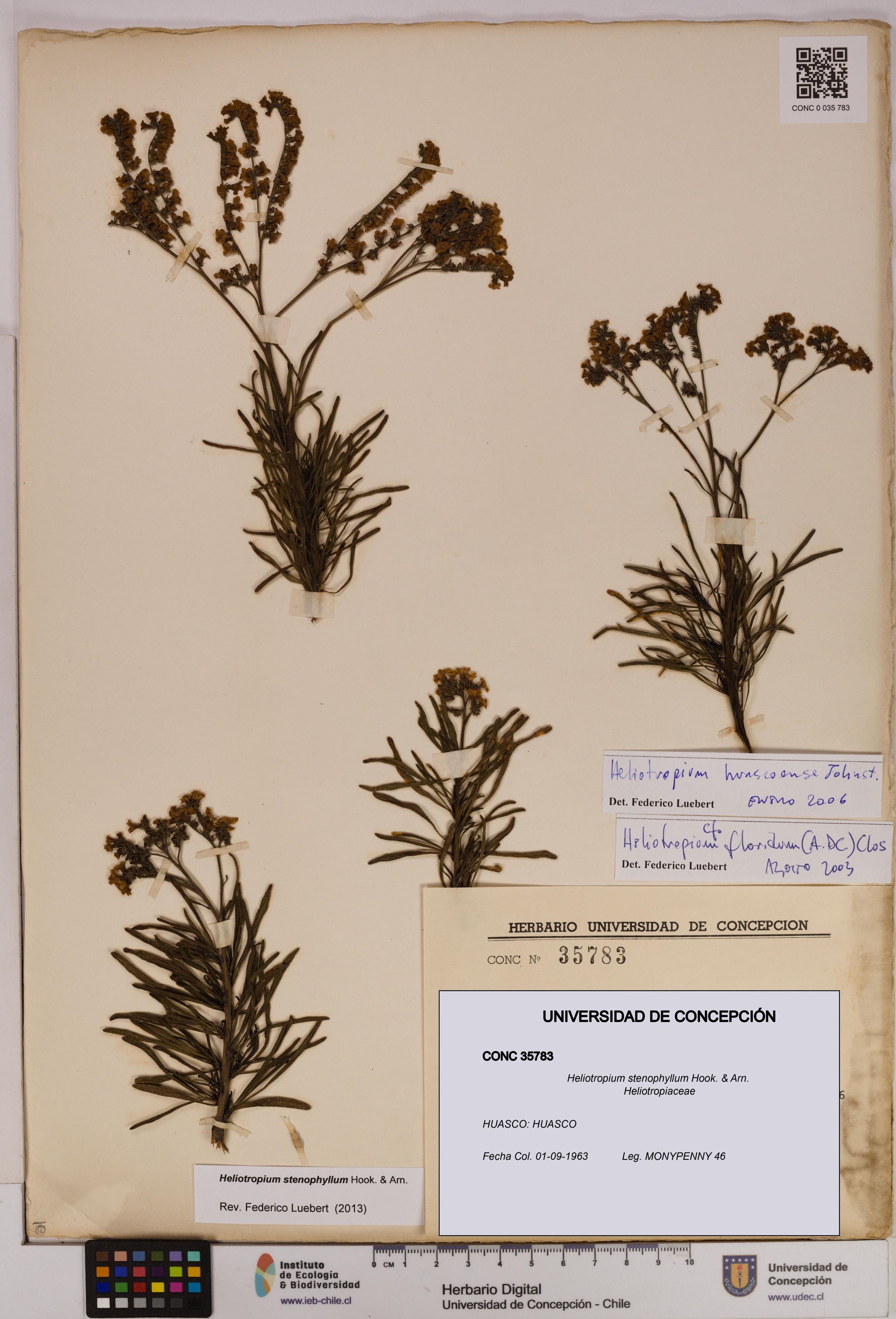 Heliotropium stenophyllum [Espécimen: ]