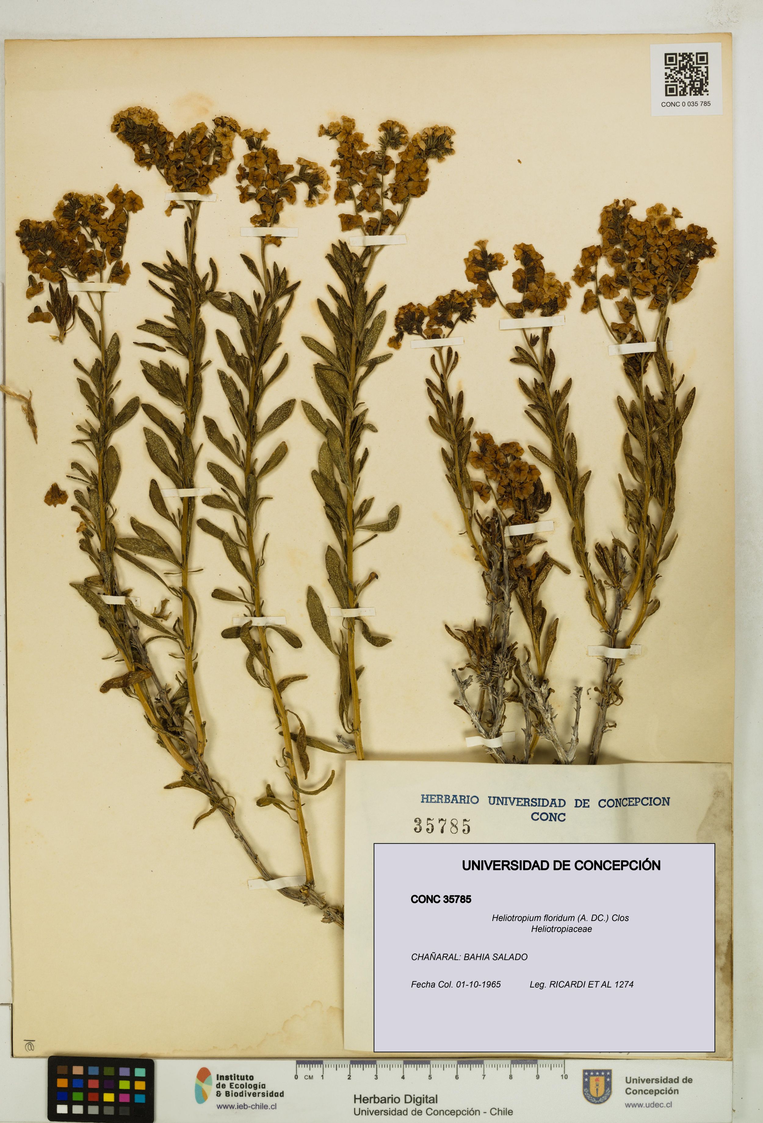 Heliotropium floridum [Espécimen: ]
