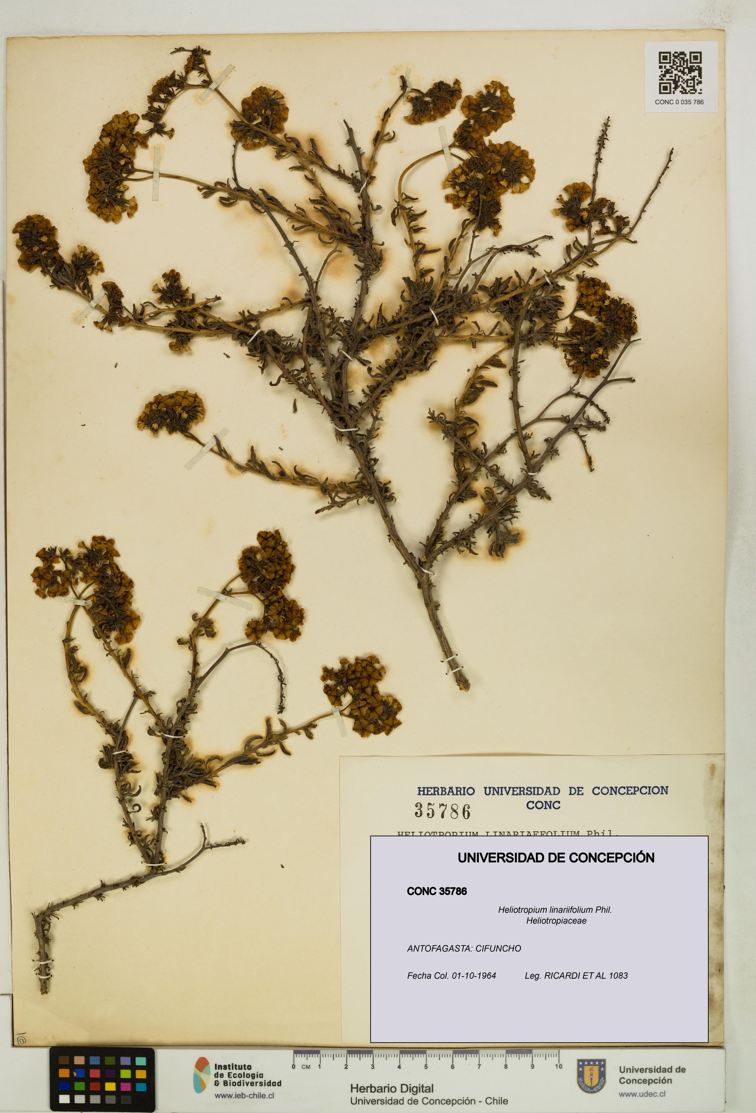 Heliotropium linariifolium [Espécimen: ]