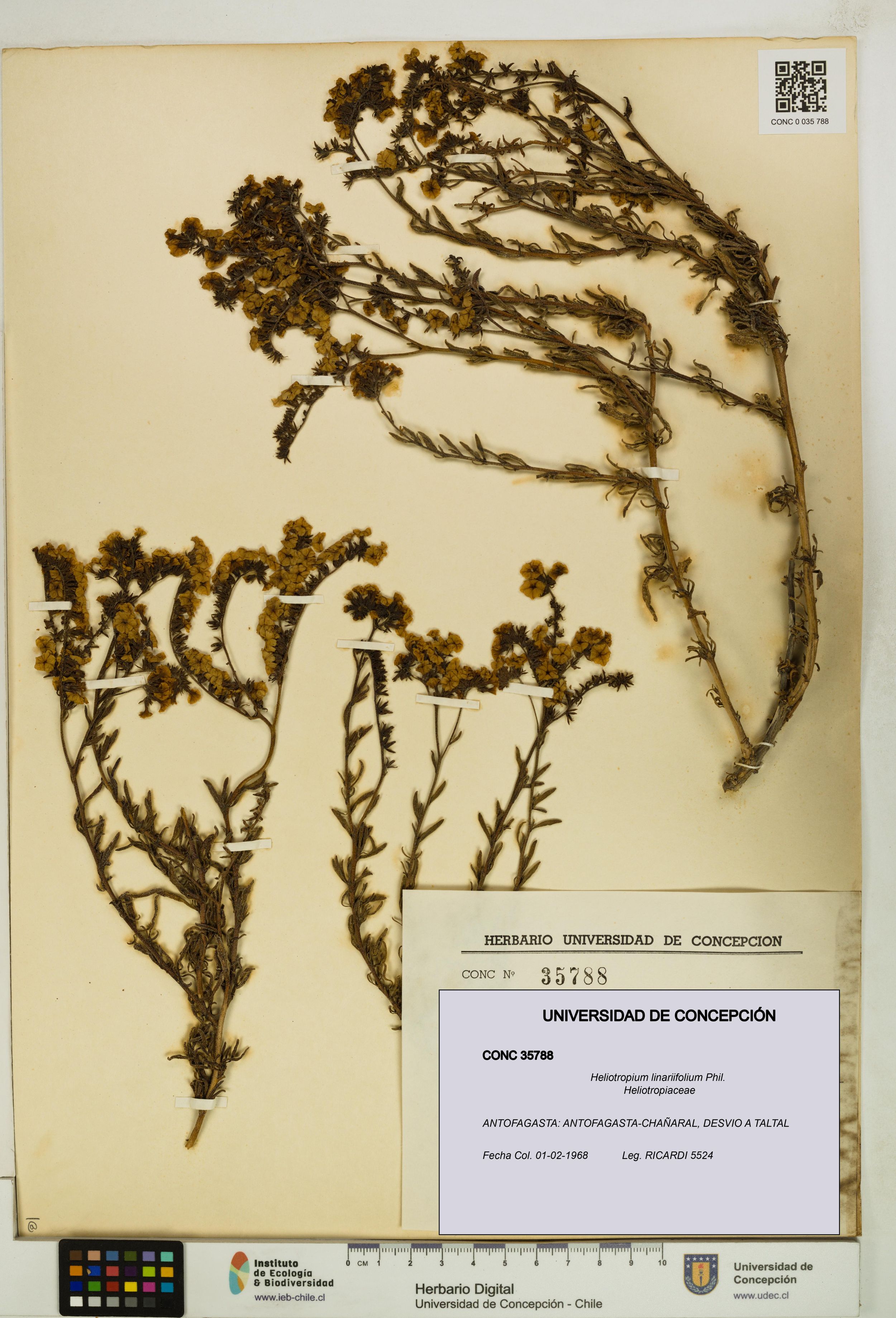 Heliotropium linariifolium [Espécimen: ]