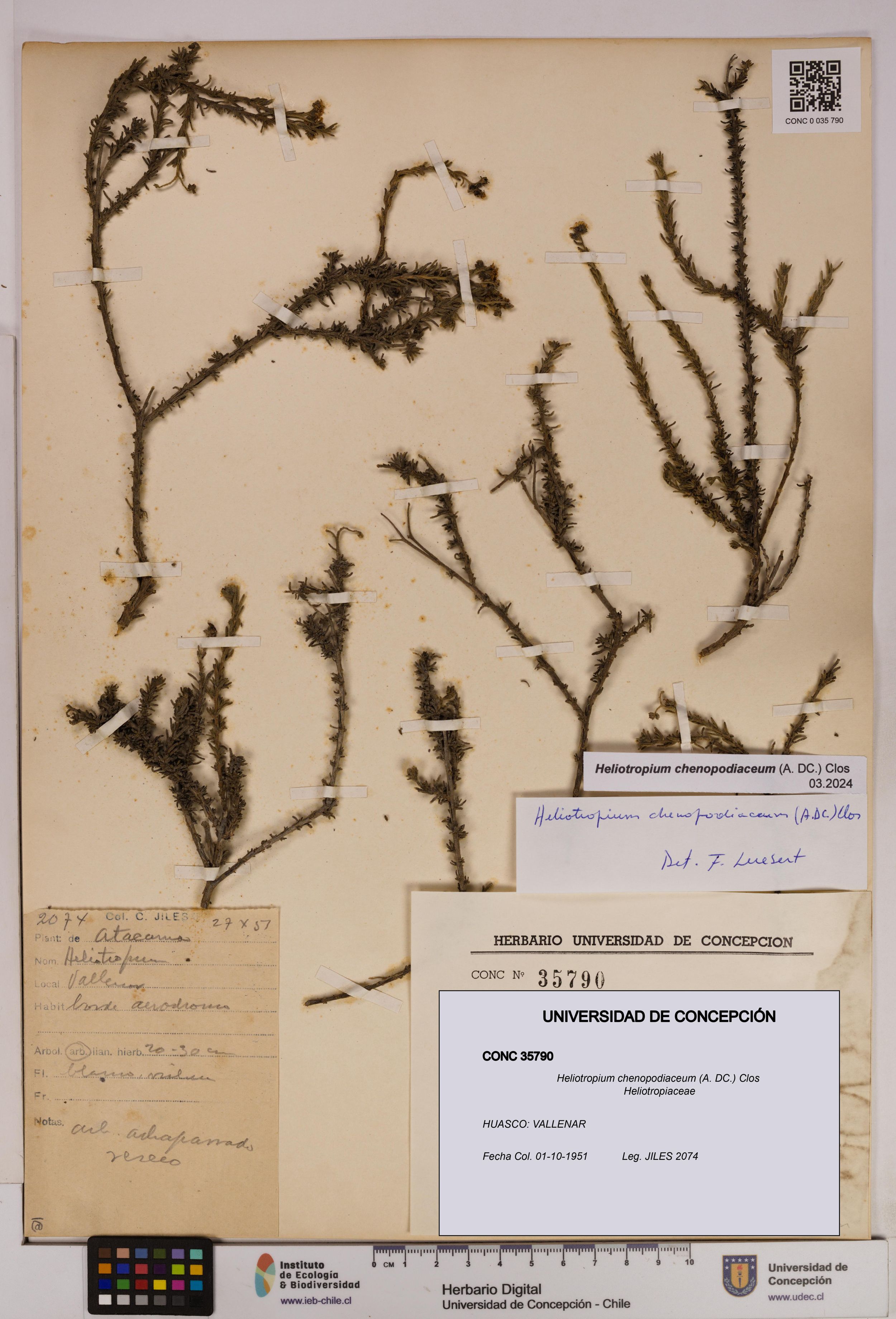 Heliotropium chenopodiaceum [Espécimen: ]