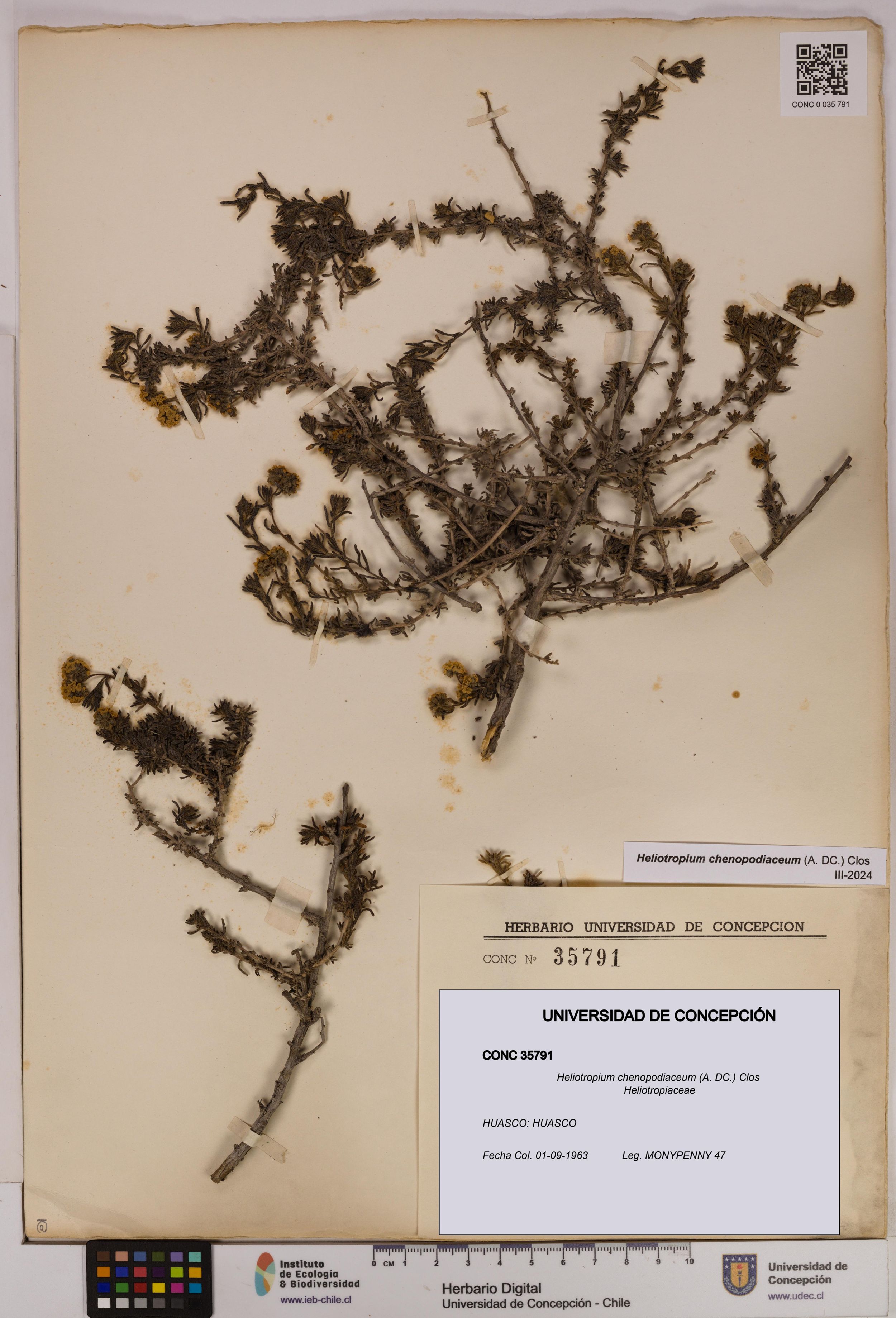 Heliotropium chenopodiaceum [Espécimen: ]