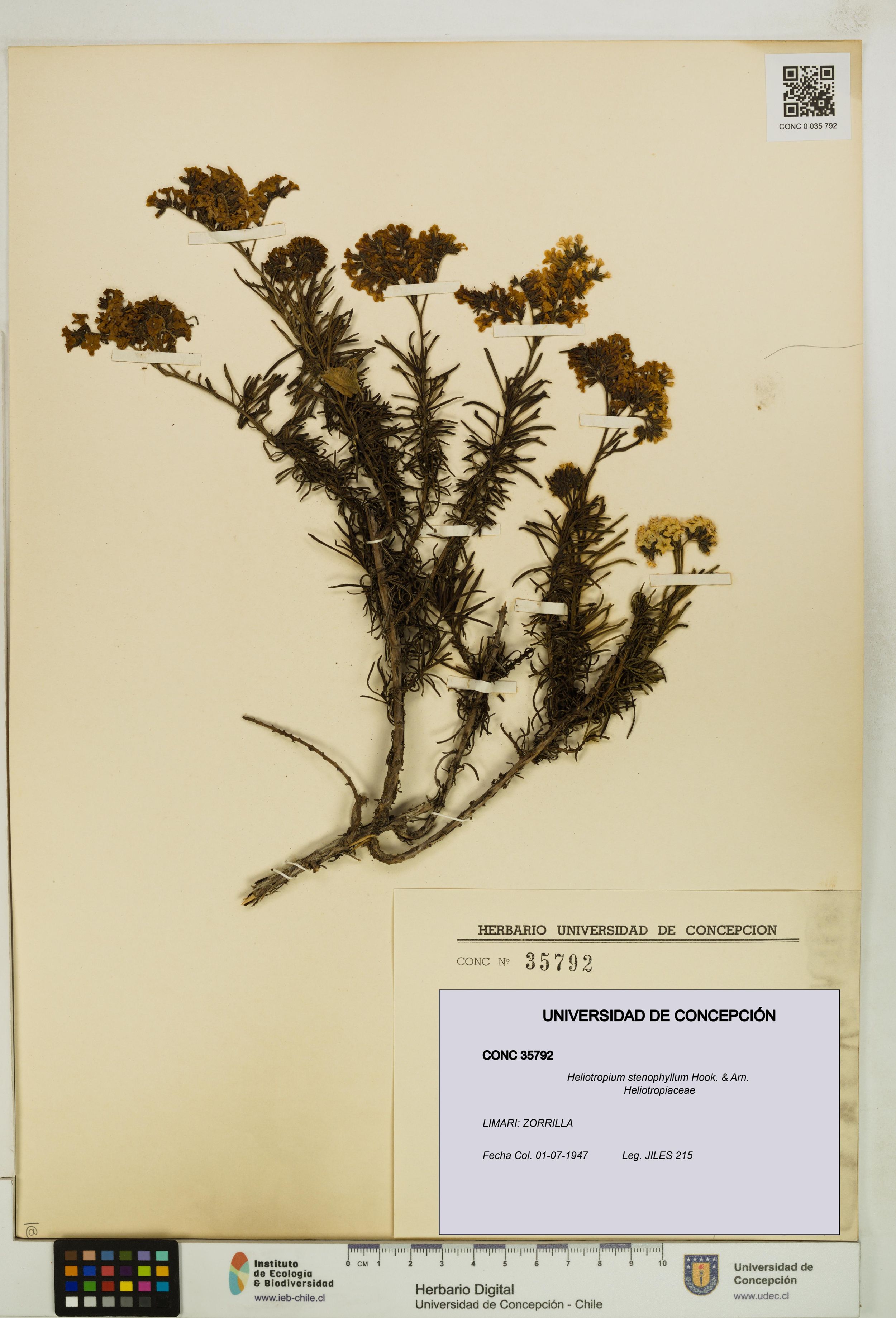 Heliotropium stenophyllum [Espécimen: ]