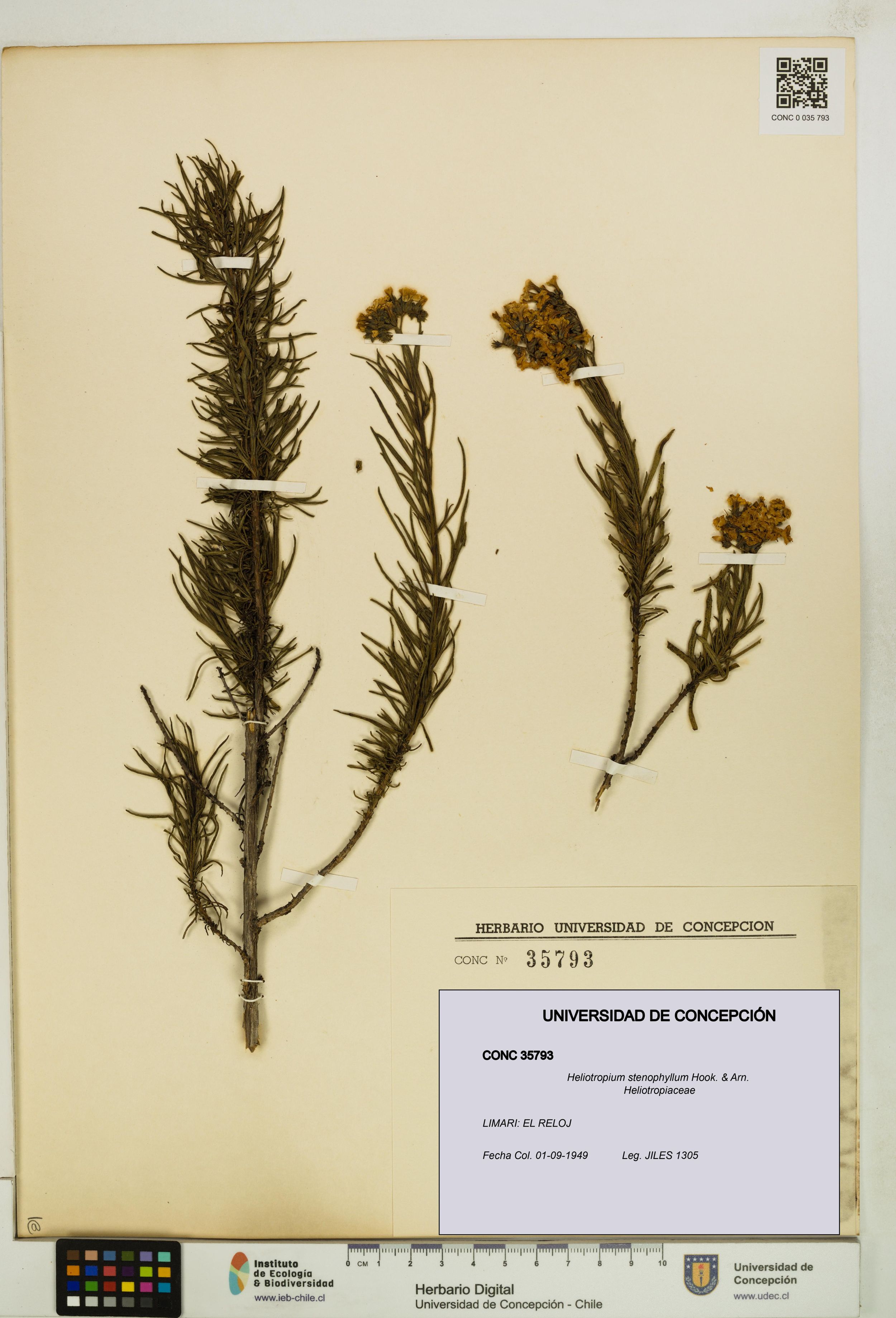 Heliotropium stenophyllum [Espécimen: ]
