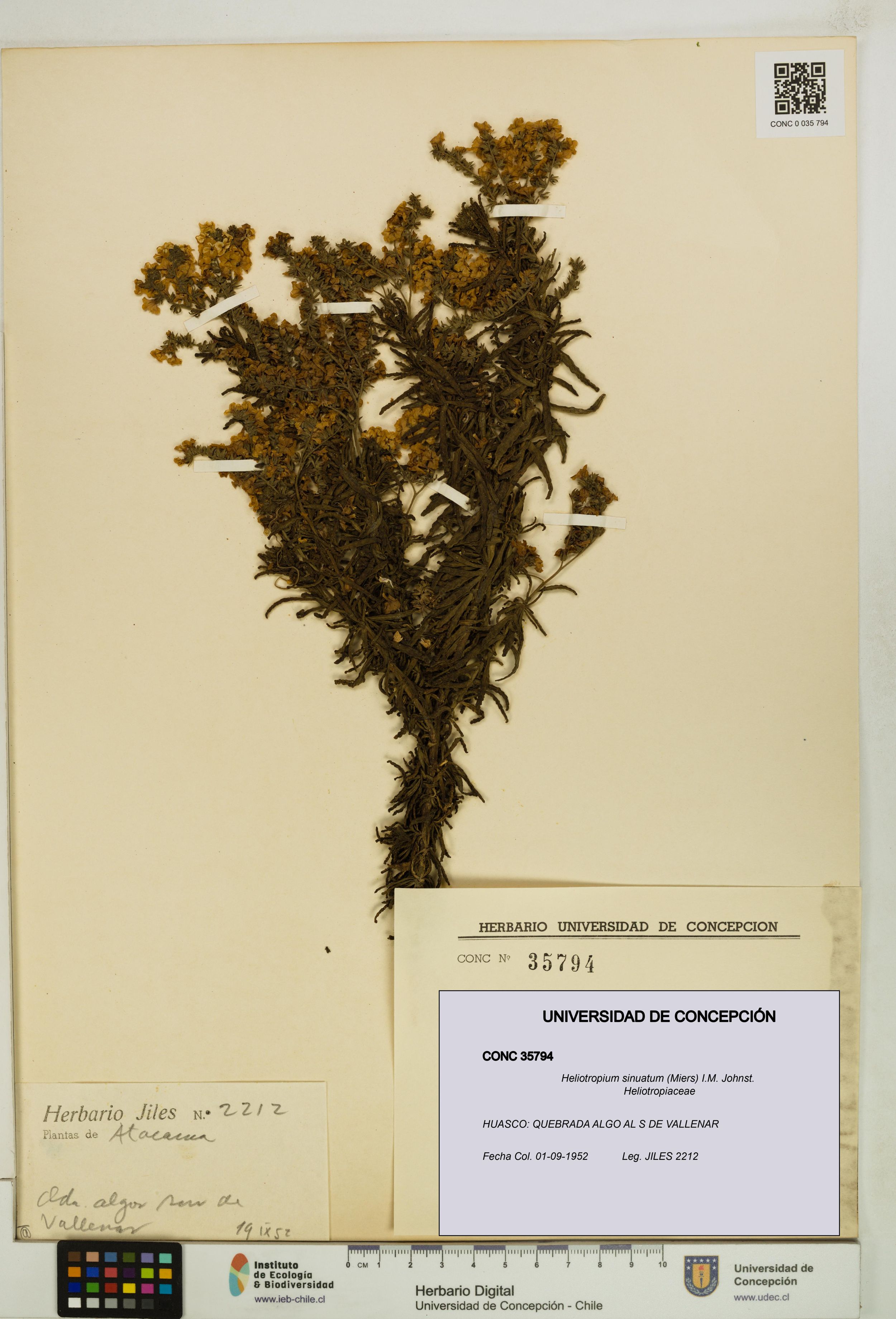Heliotropium sinuatum [Espécimen: ]