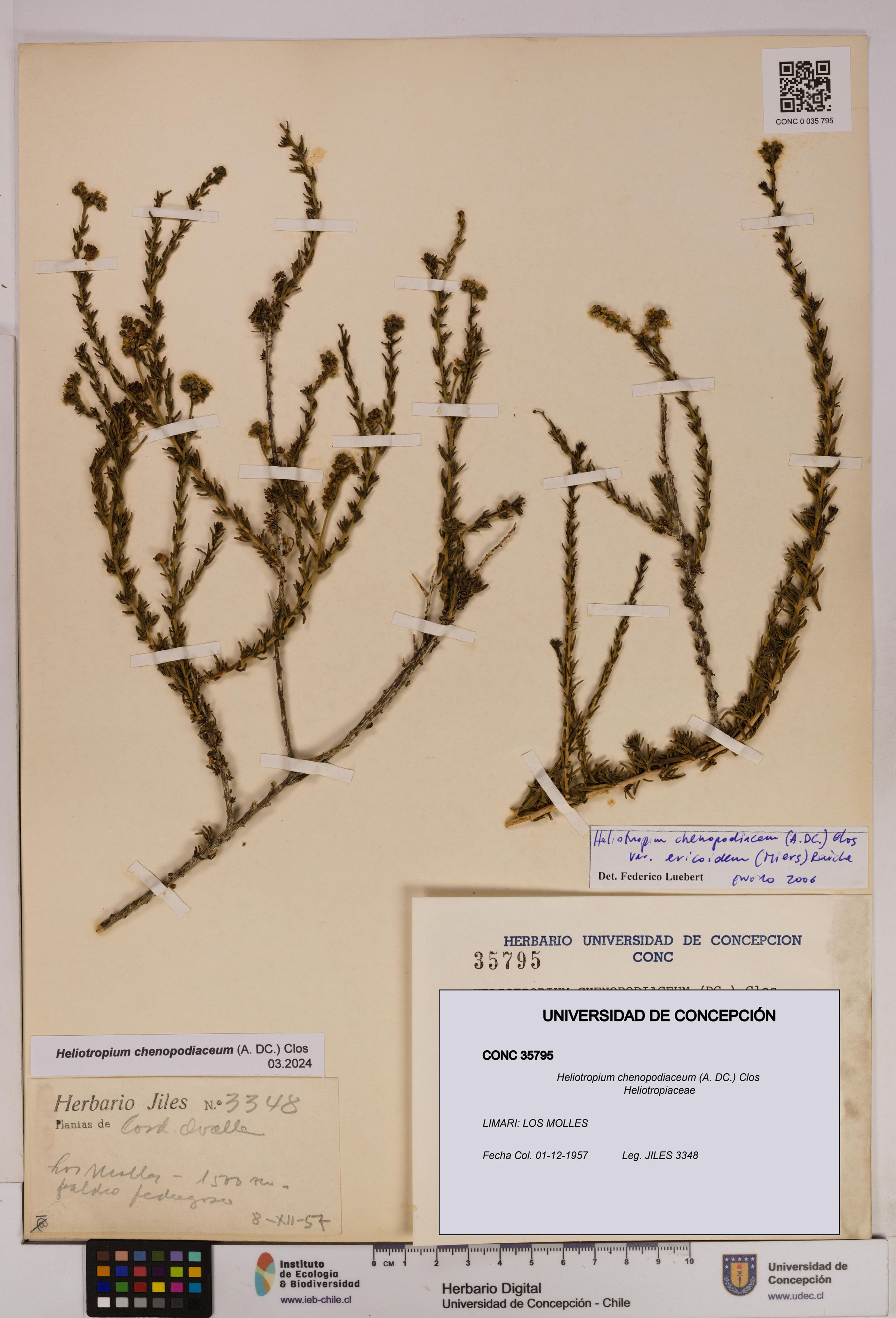 Heliotropium chenopodiaceum [Espécimen: ]