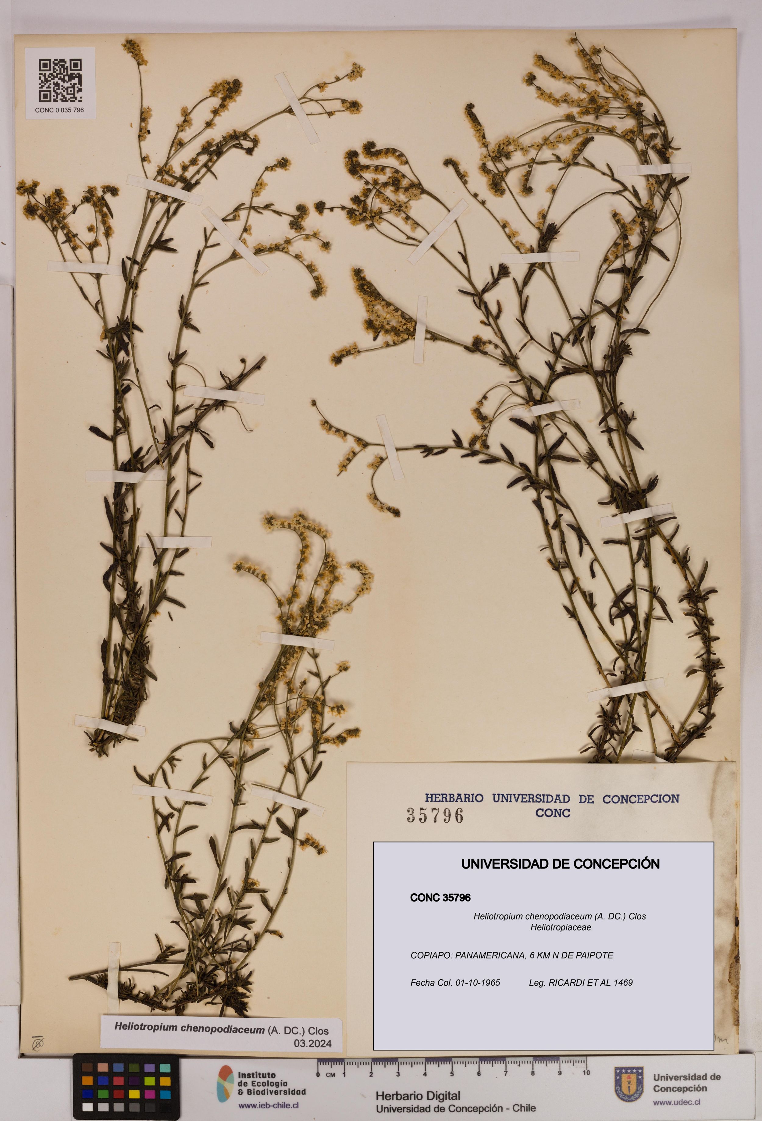 Heliotropium chenopodiaceum [Espécimen: ]