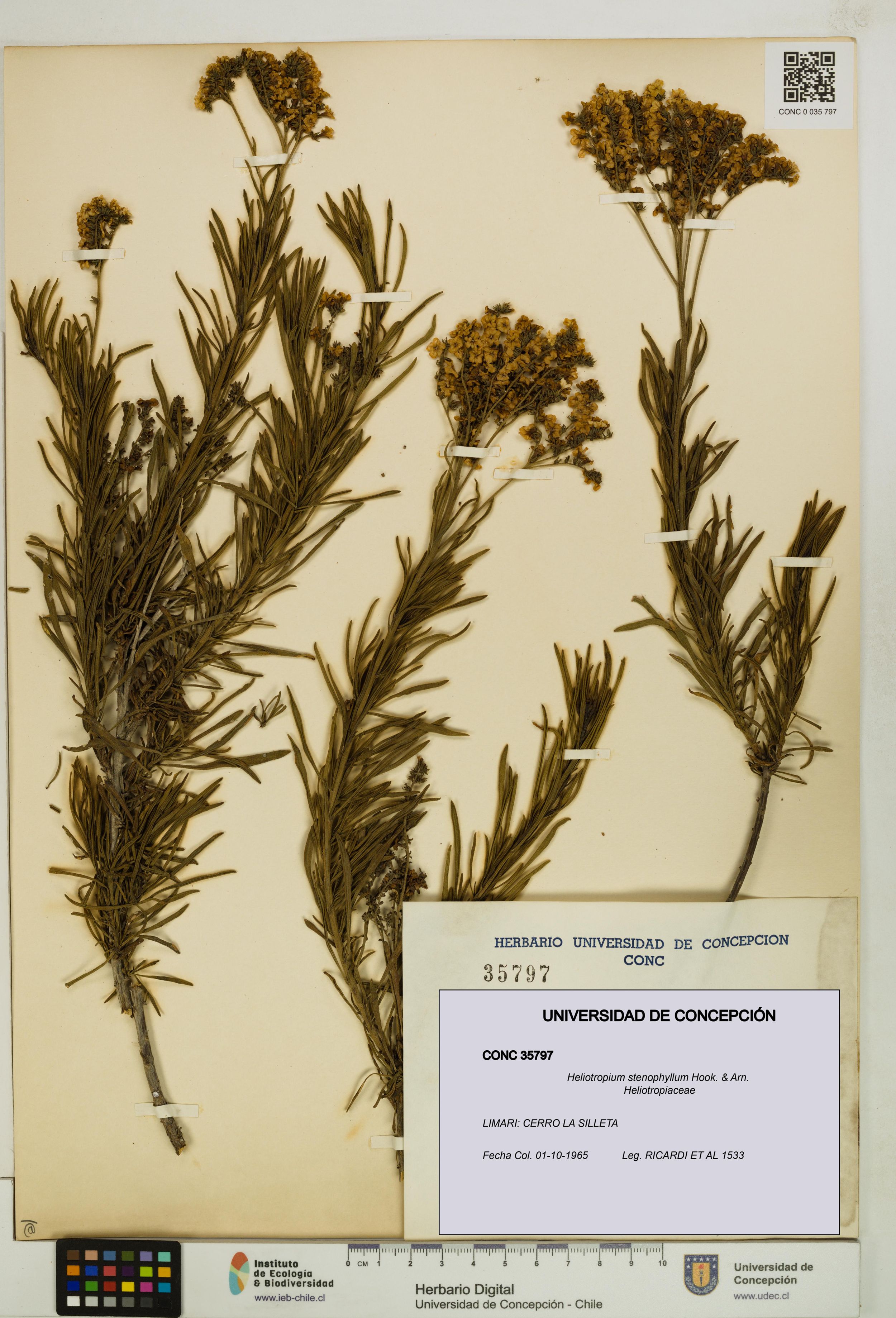 Heliotropium stenophyllum [Espécimen: ]