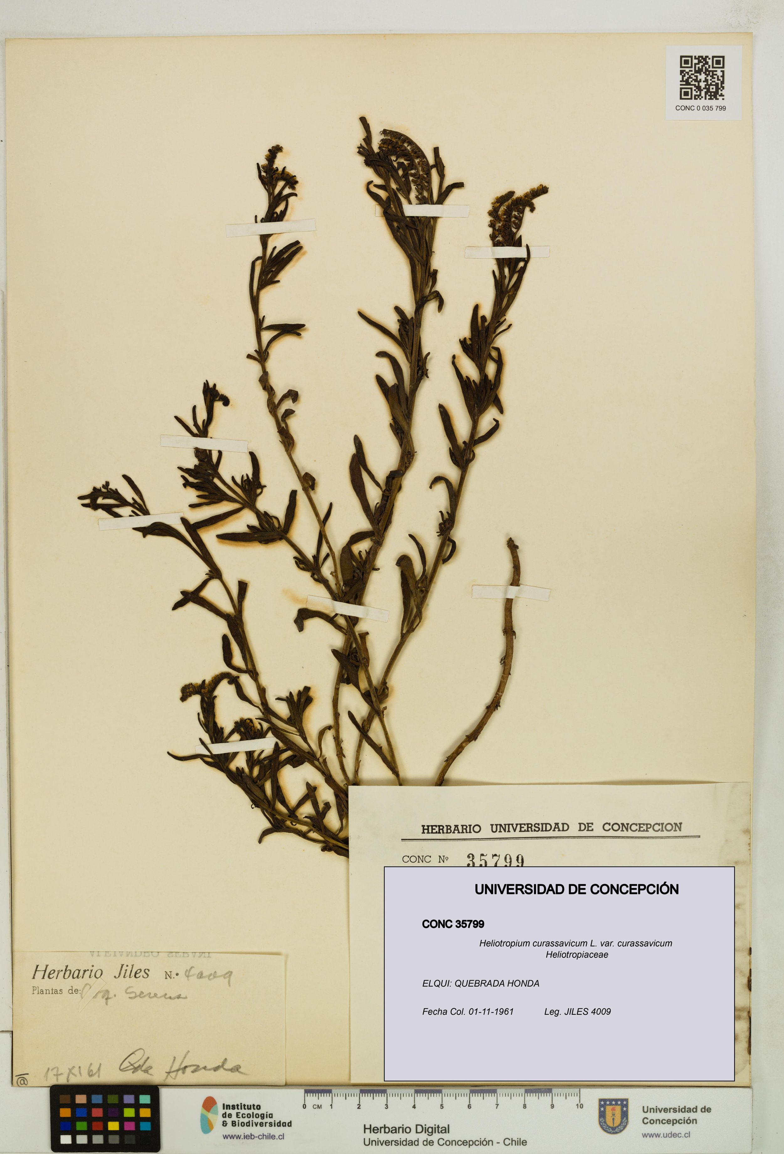 Heliotropium curassavicum var. curassavicum [Espécimen: ]