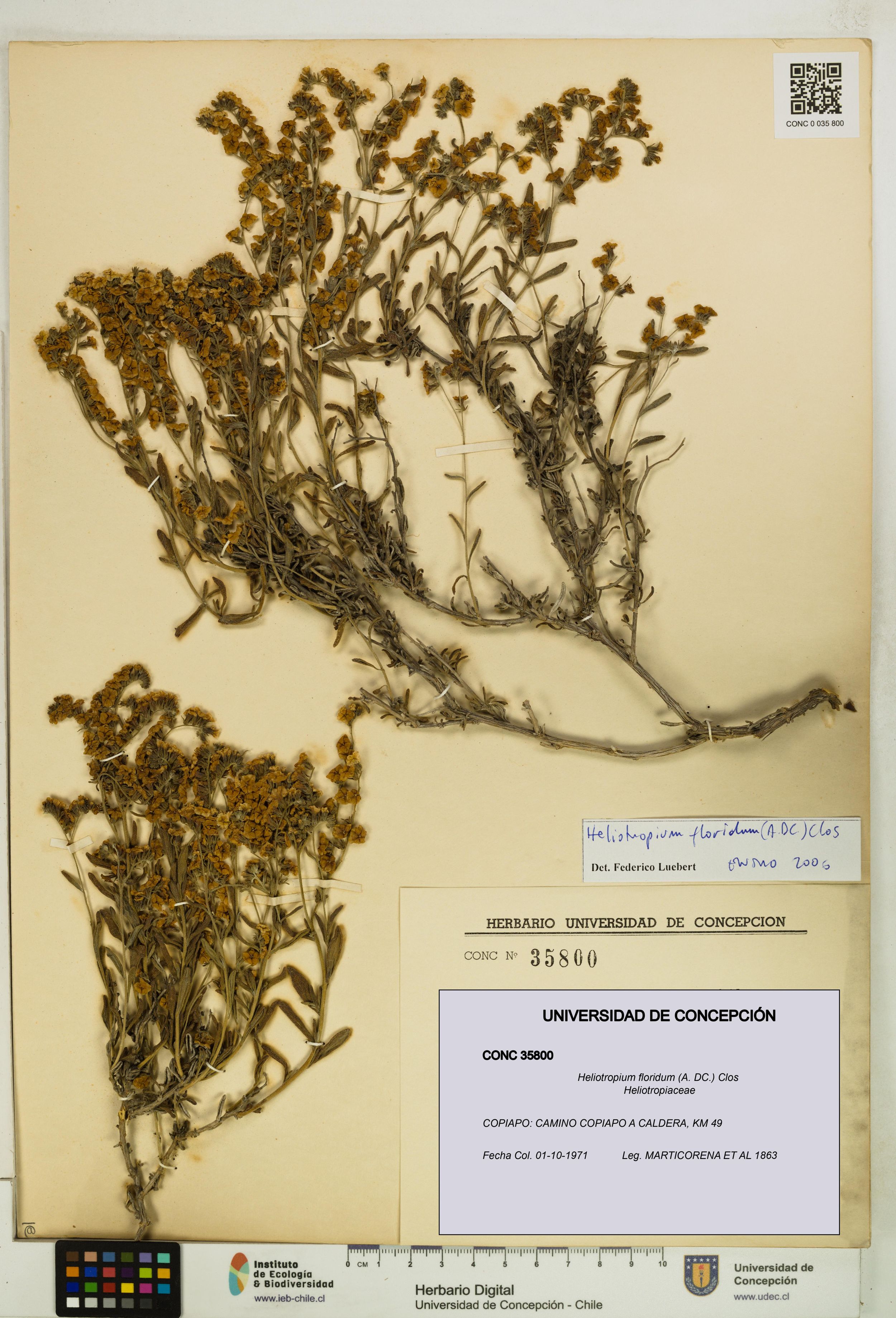 Heliotropium floridum [Espécimen: ]