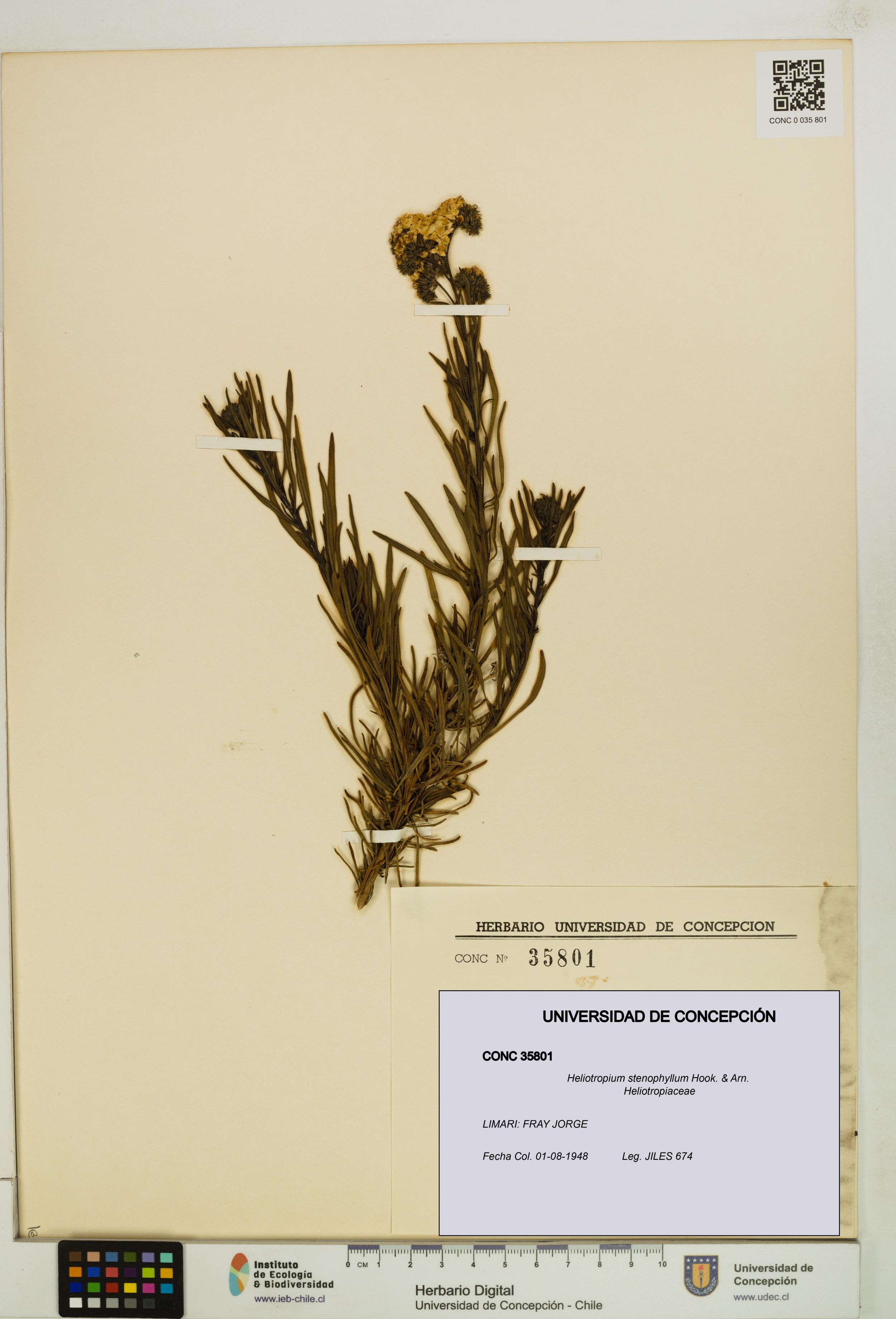 Heliotropium stenophyllum [Espécimen: ]