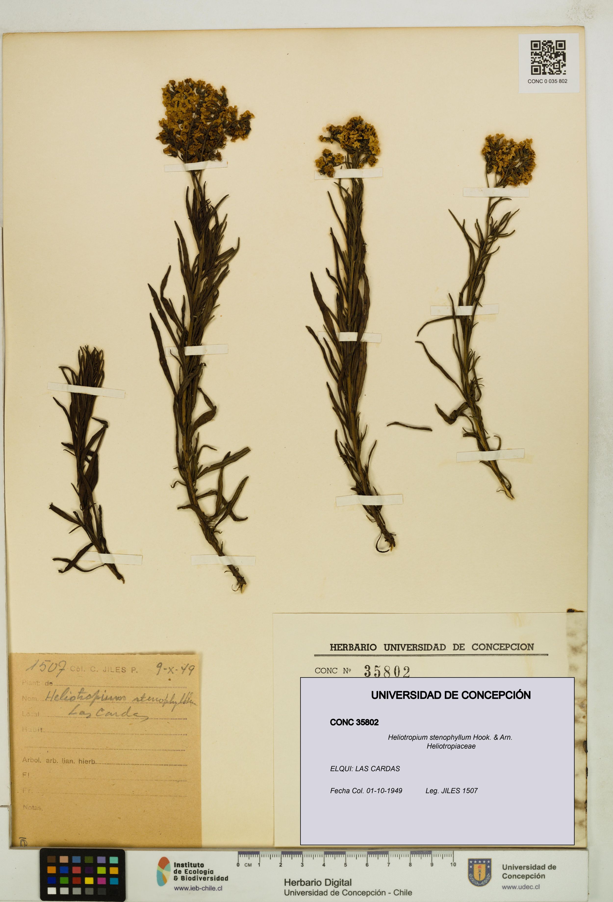 Heliotropium stenophyllum [Espécimen: ]