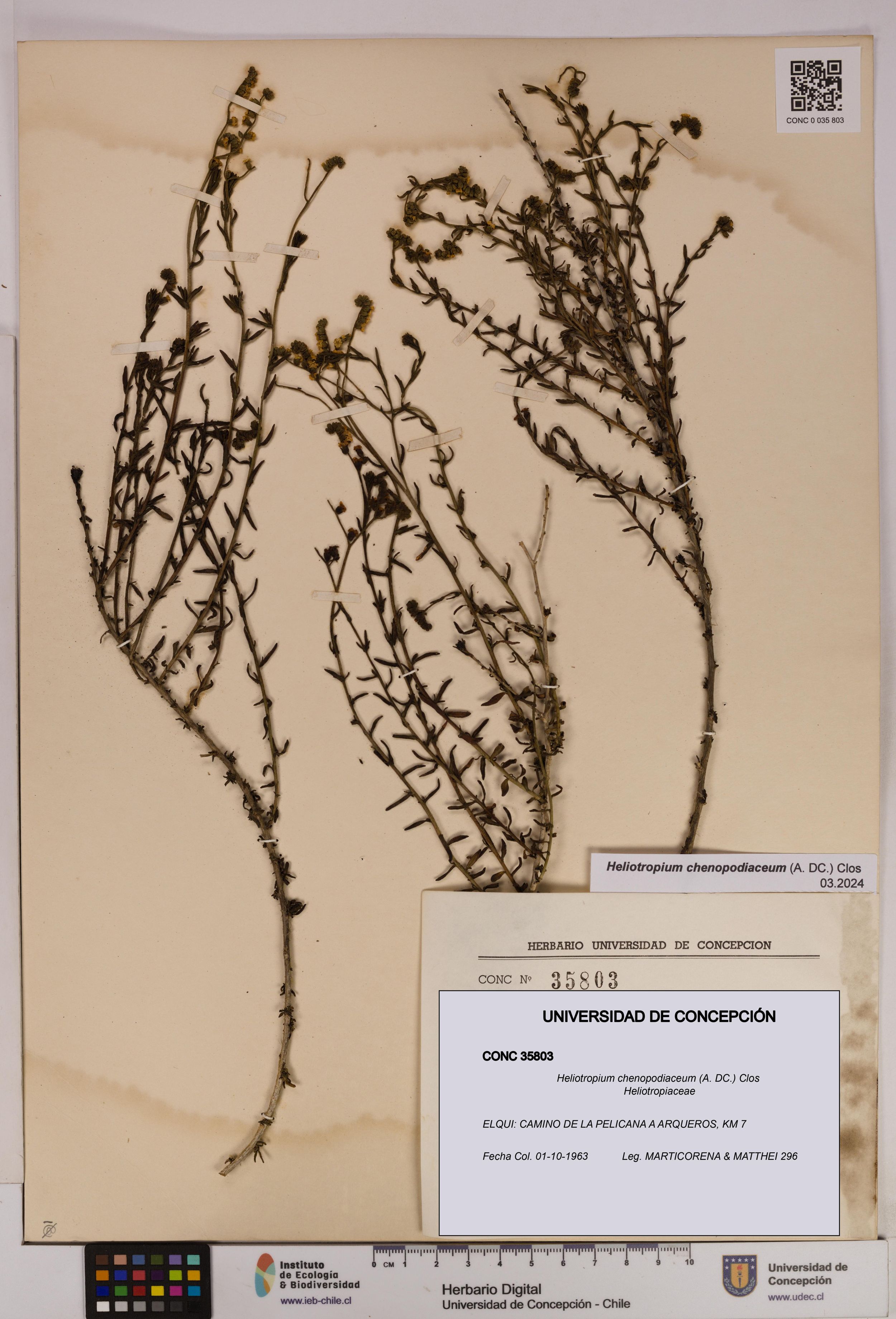 Heliotropium chenopodiaceum [Espécimen: ]