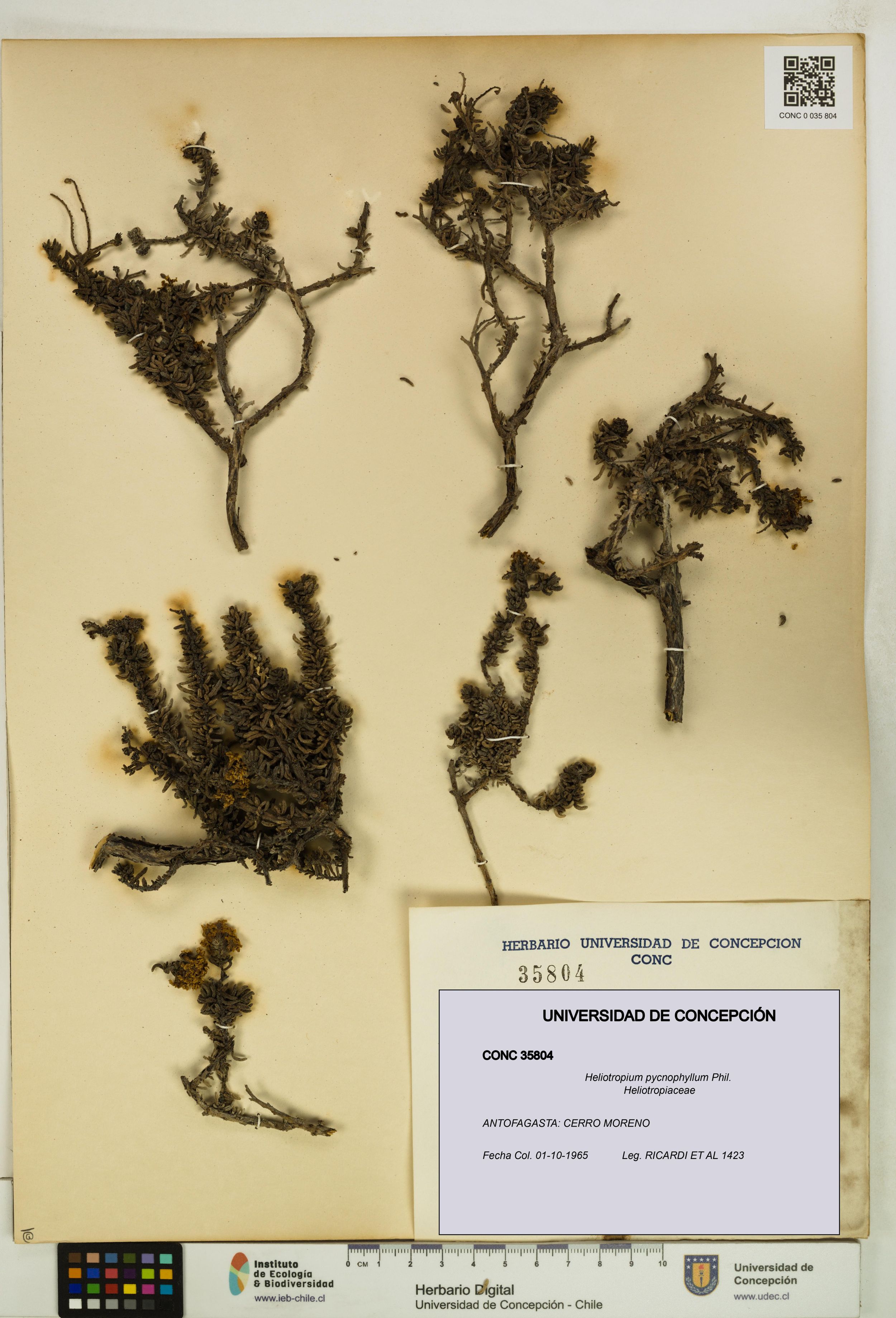 Heliotropium pycnophyllum [Espécimen: ]