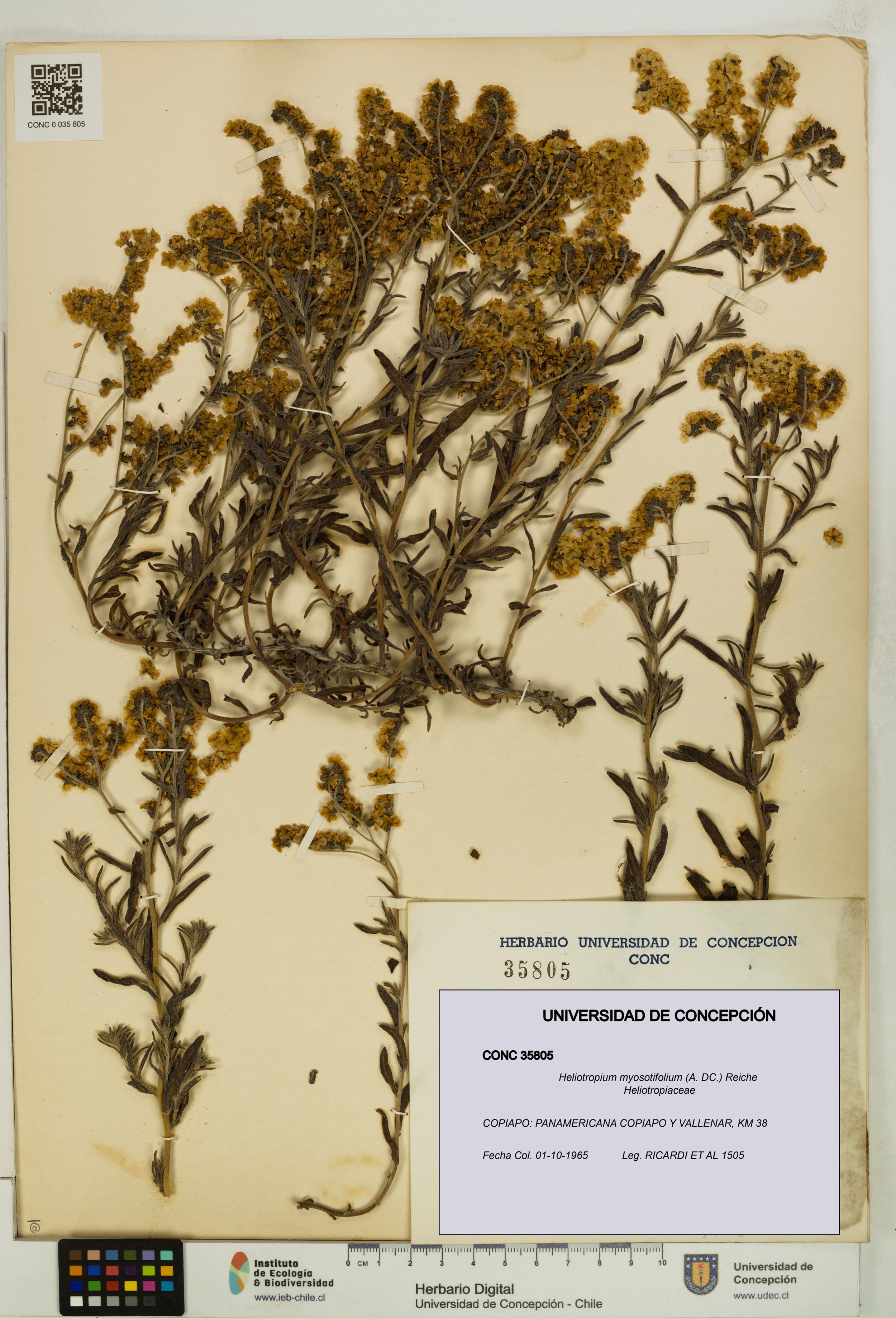 Heliotropium myosotifolium [Espécimen: ]
