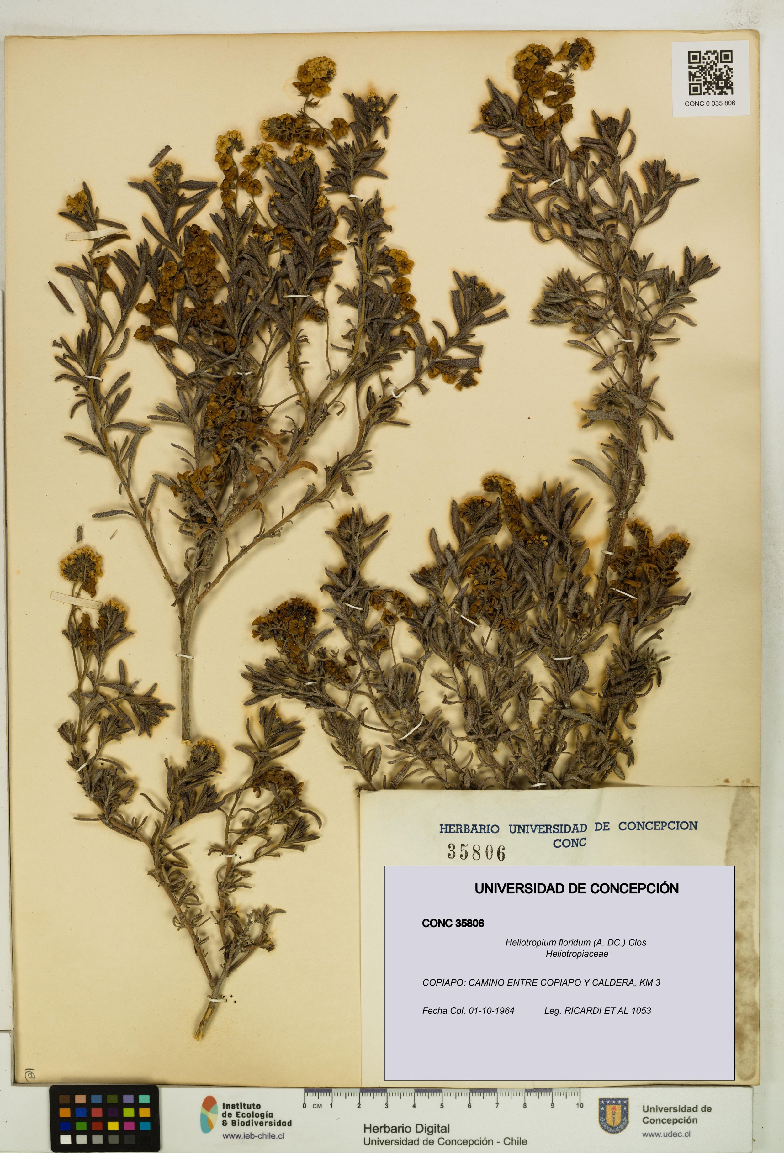 Heliotropium floridum [Espécimen: ]