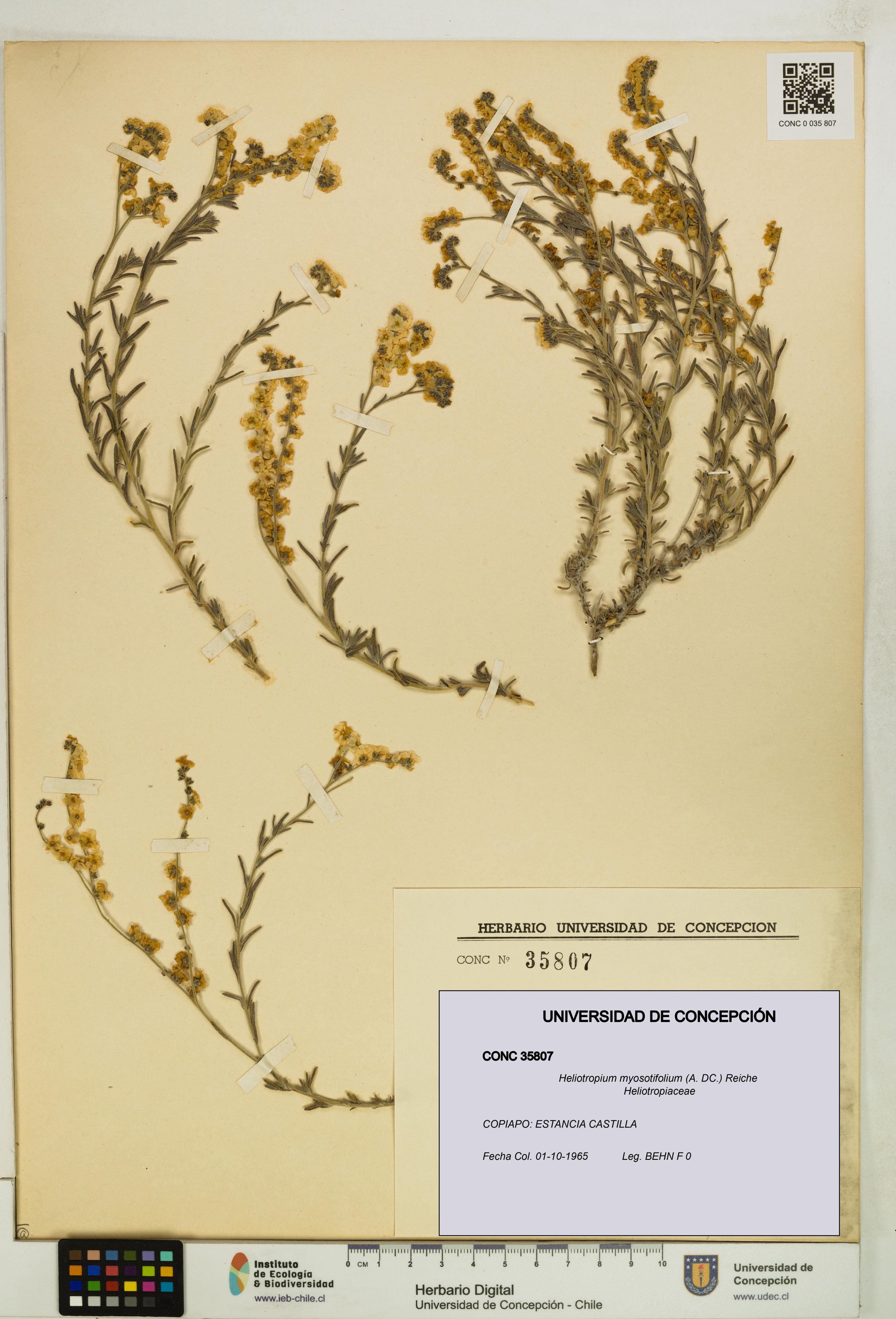 Heliotropium myosotifolium [Espécimen: ]