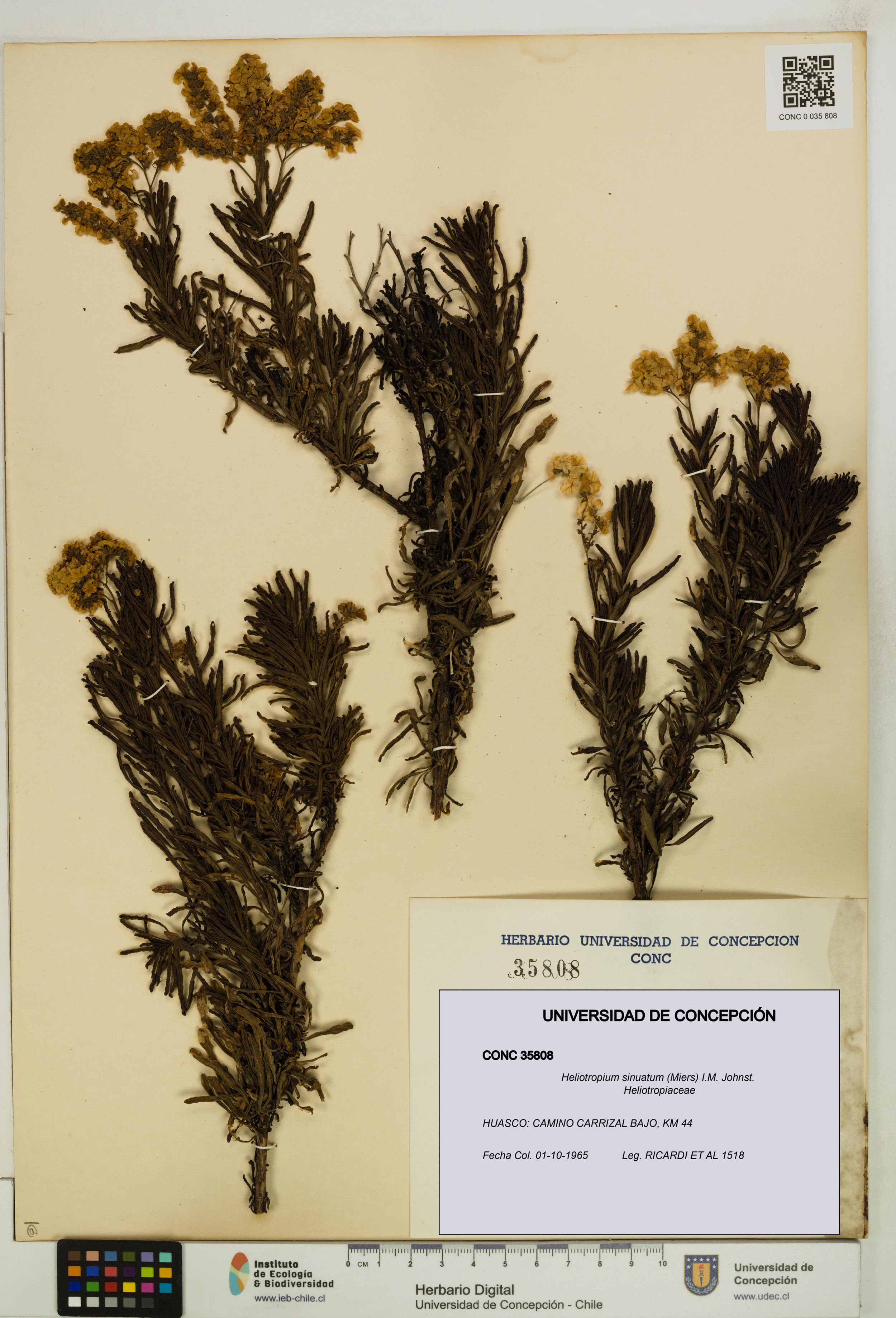 Heliotropium sinuatum [Espécimen: ]