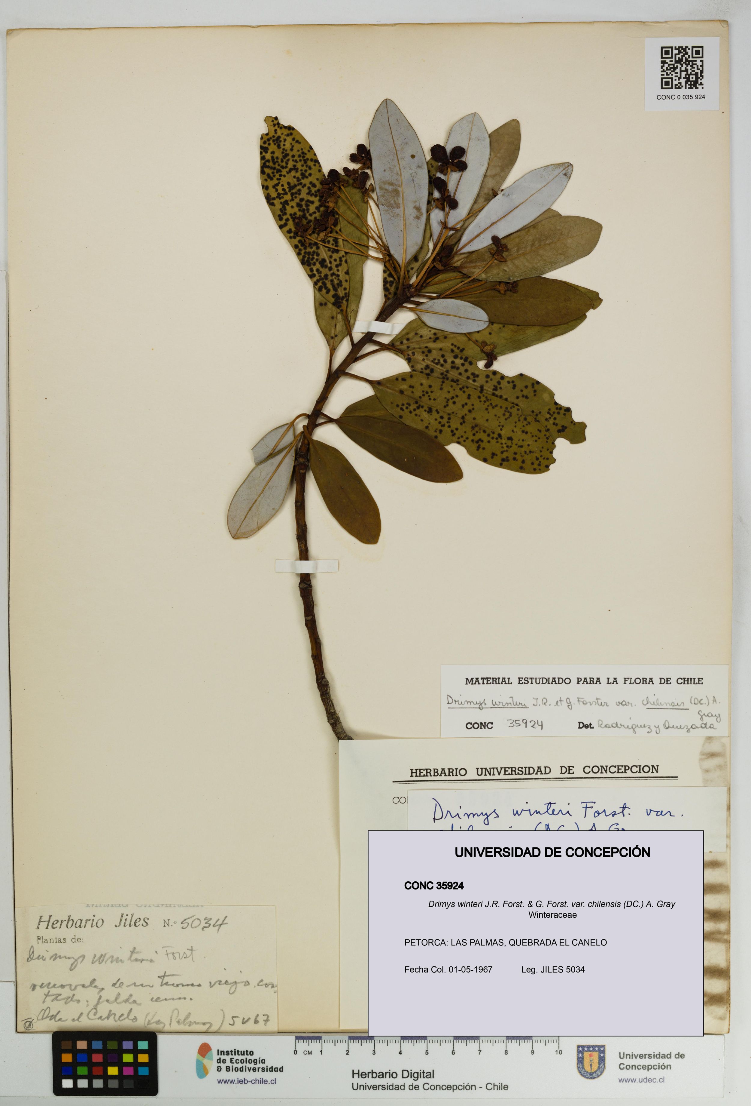 Drimys winteri var. chilensis [Espécimen: ]