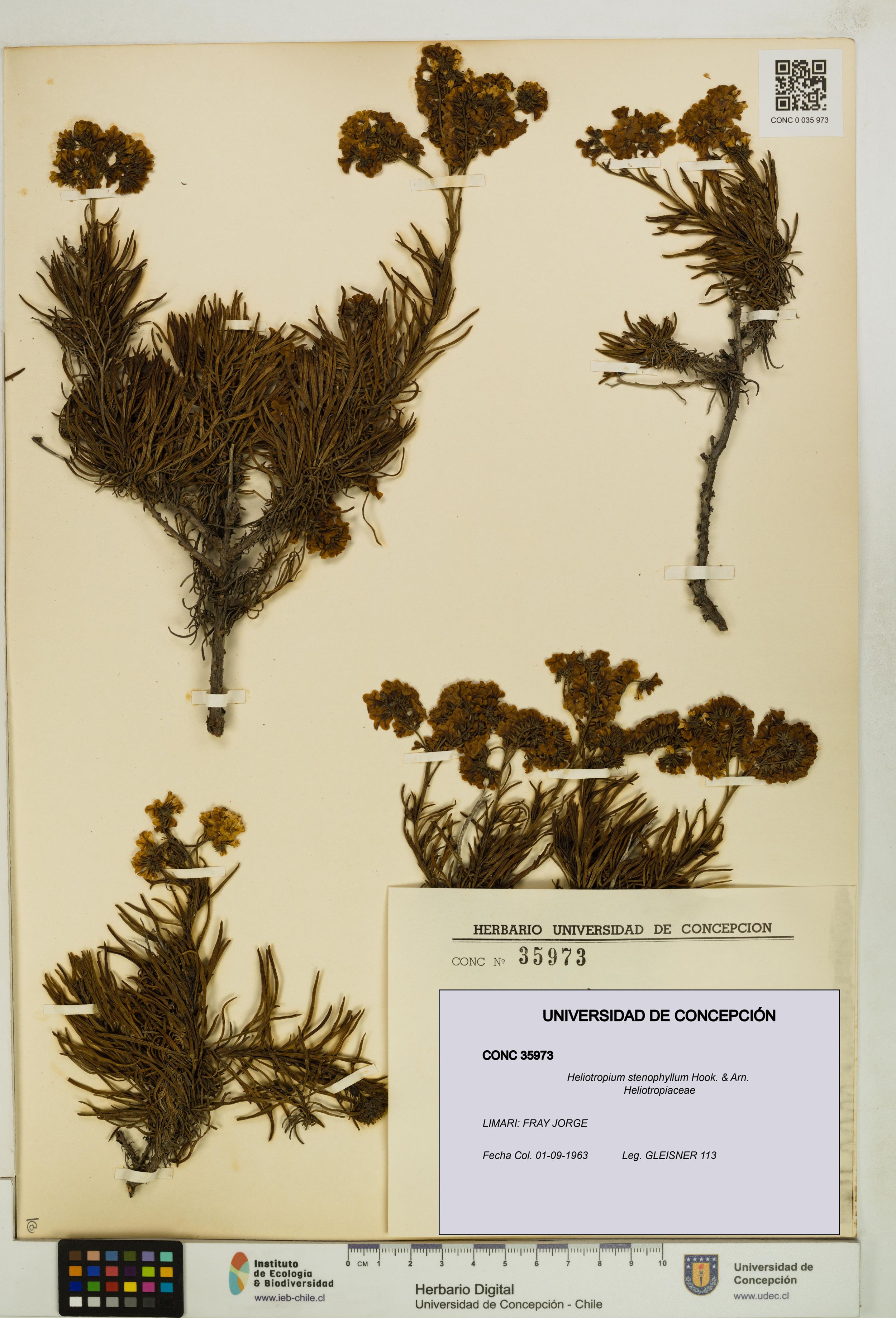 Heliotropium stenophyllum [Espécimen: ]