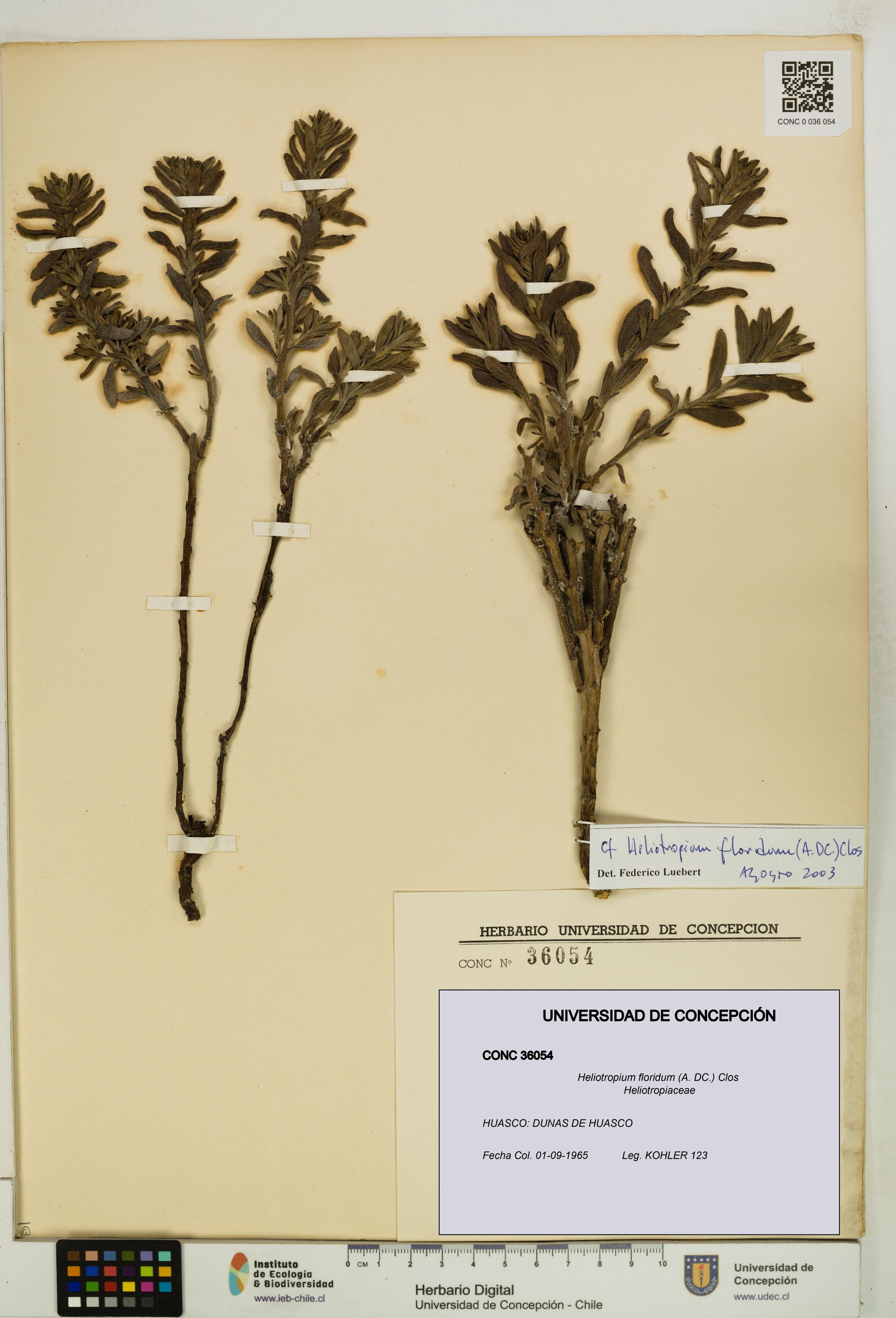Heliotropium floridum [Espécimen: ]