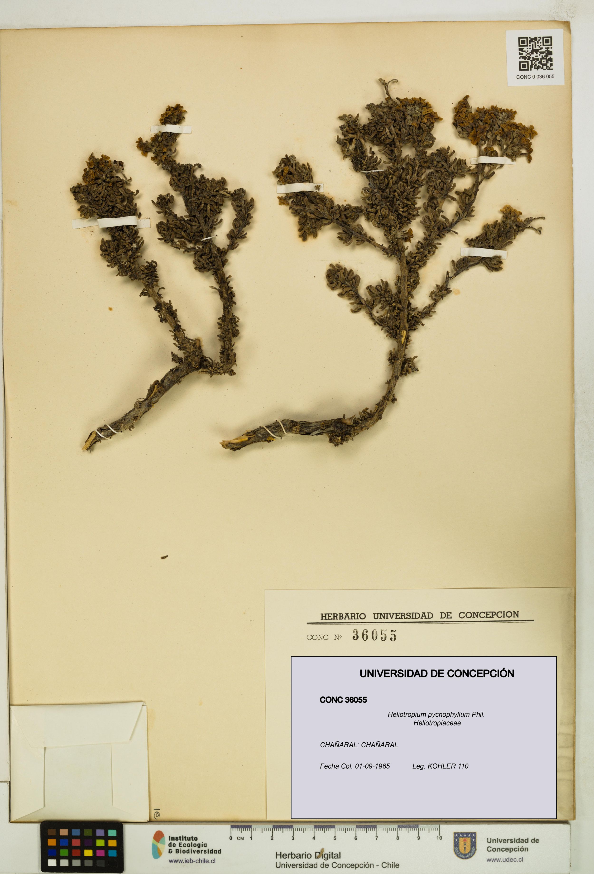 Heliotropium pycnophyllum [Espécimen: ]