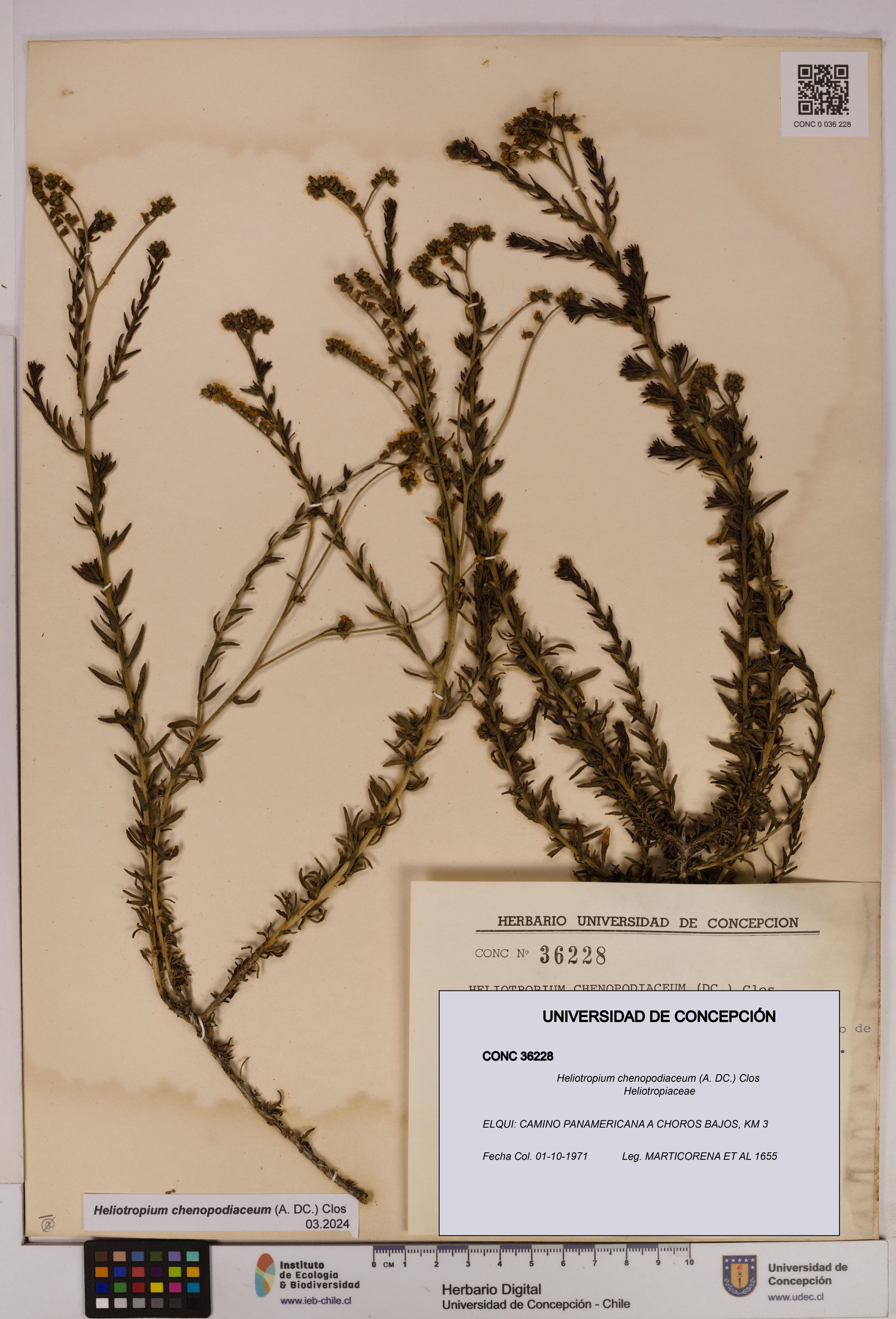 Heliotropium chenopodiaceum [Espécimen: ]