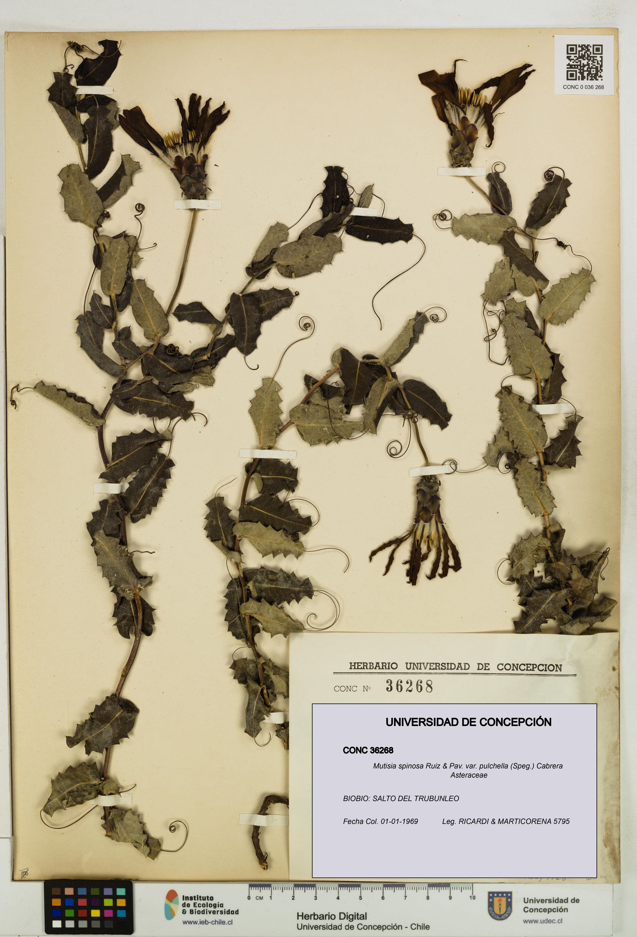 Mutisia spinosa var. pulchella [Espécimen: ]