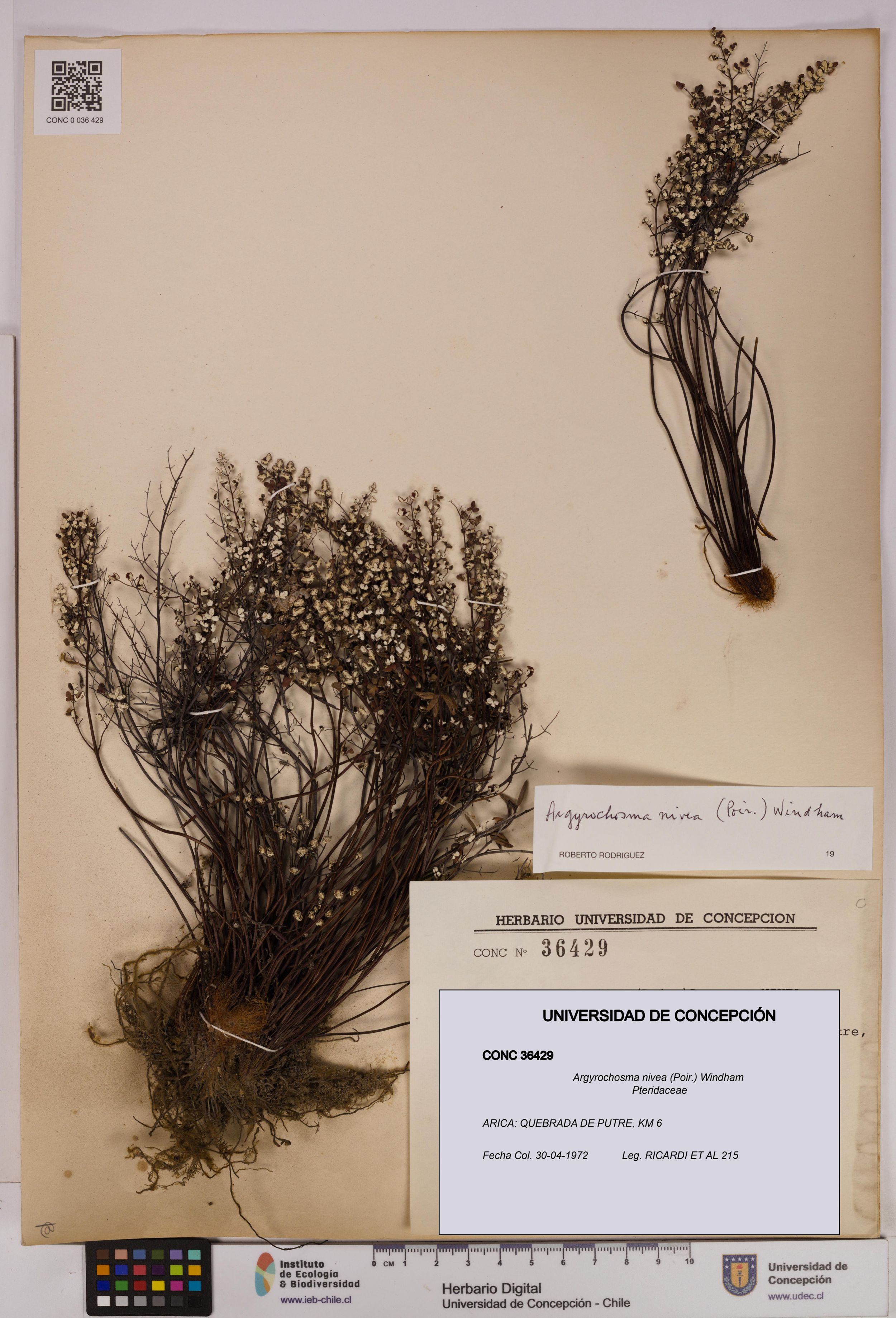 Argyrochosma nivea [Espécimen: ]