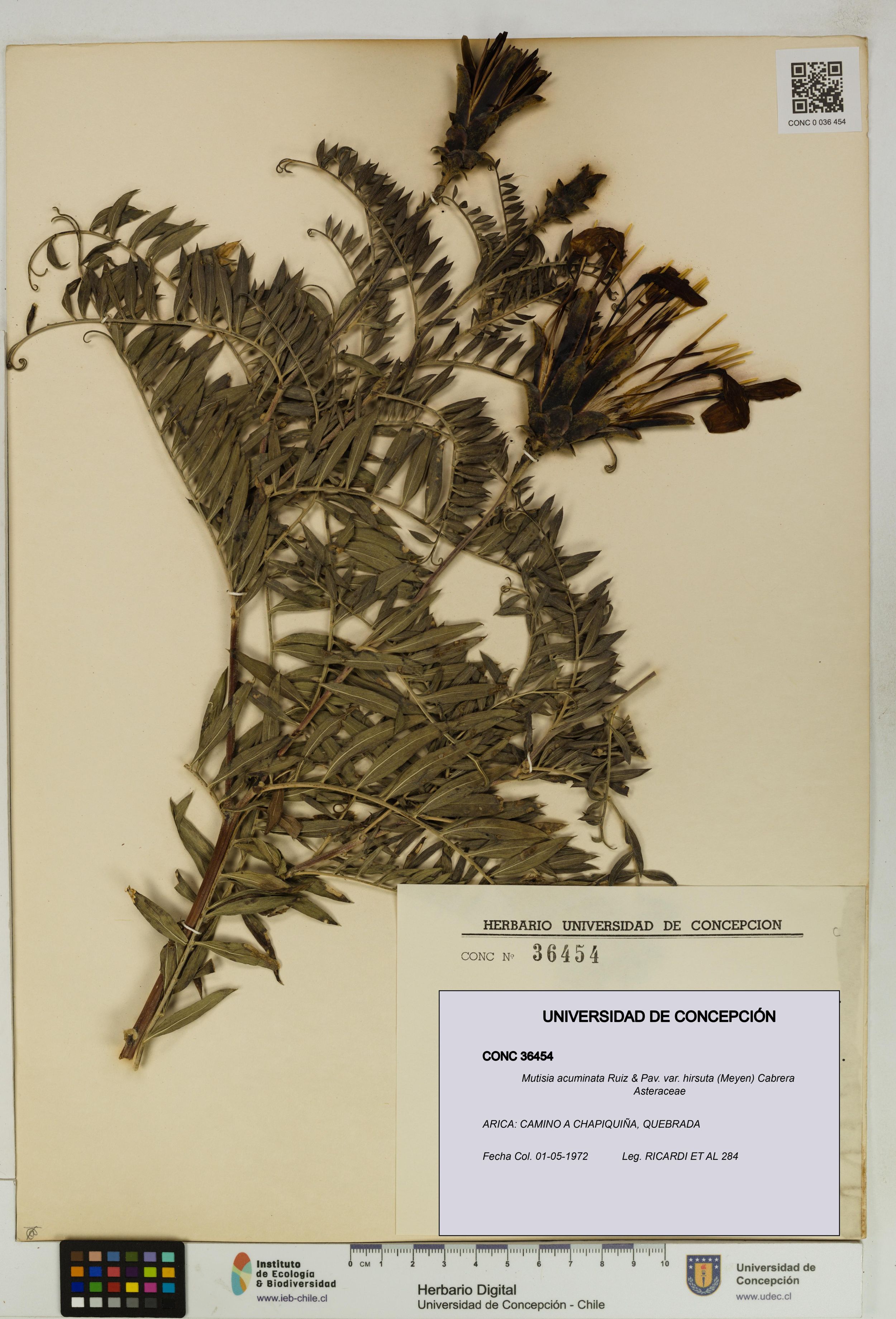 Mutisia acuminata var. hirsuta [Espécimen: ]