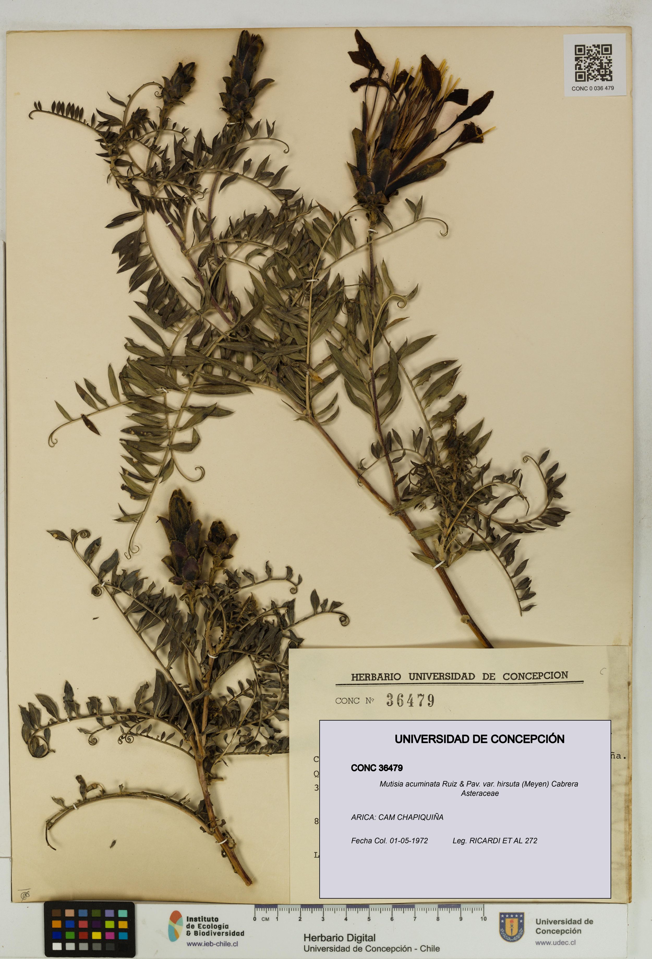Mutisia acuminata var. hirsuta [Espécimen: ]