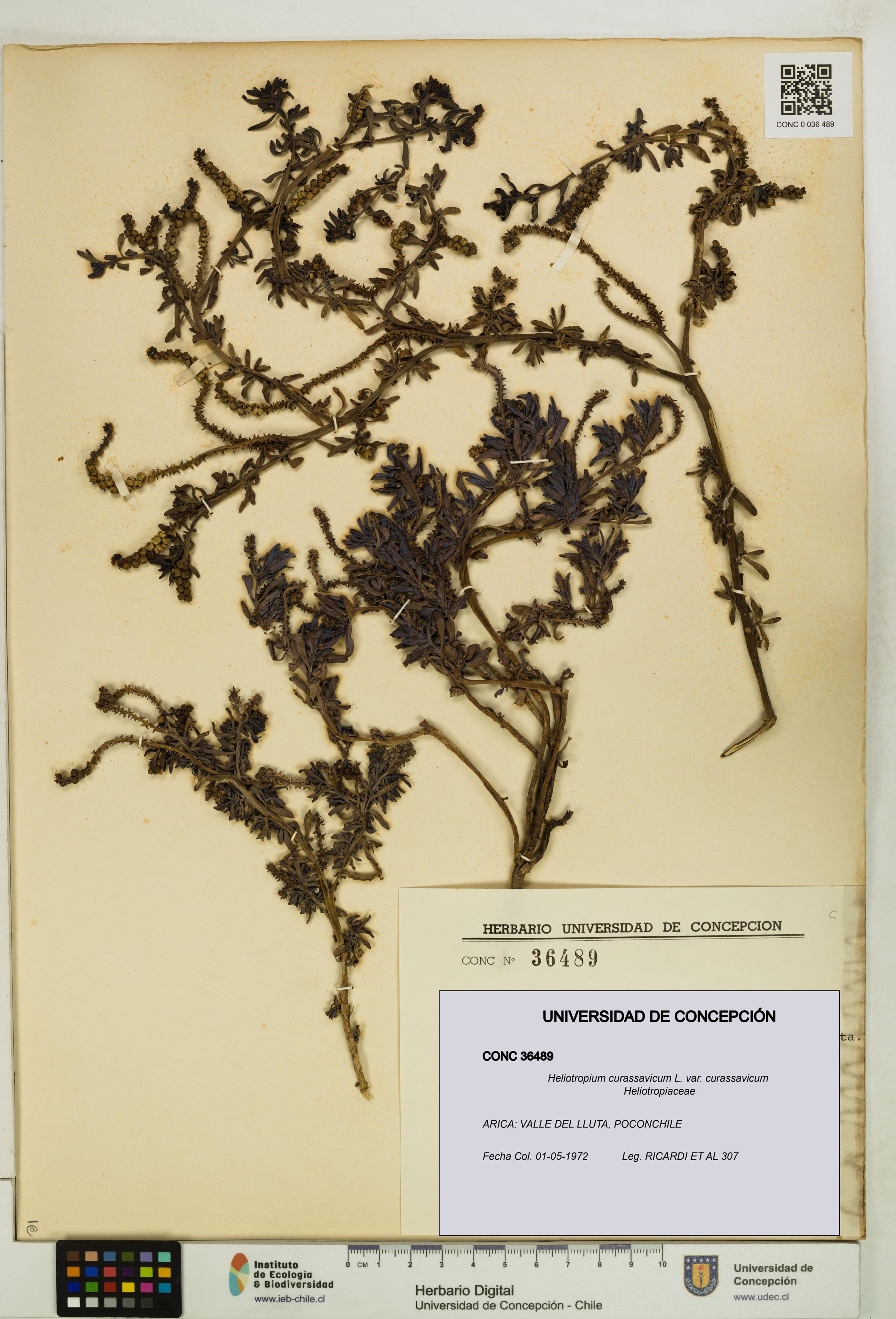 Heliotropium curassavicum var. curassavicum [Espécimen: ]