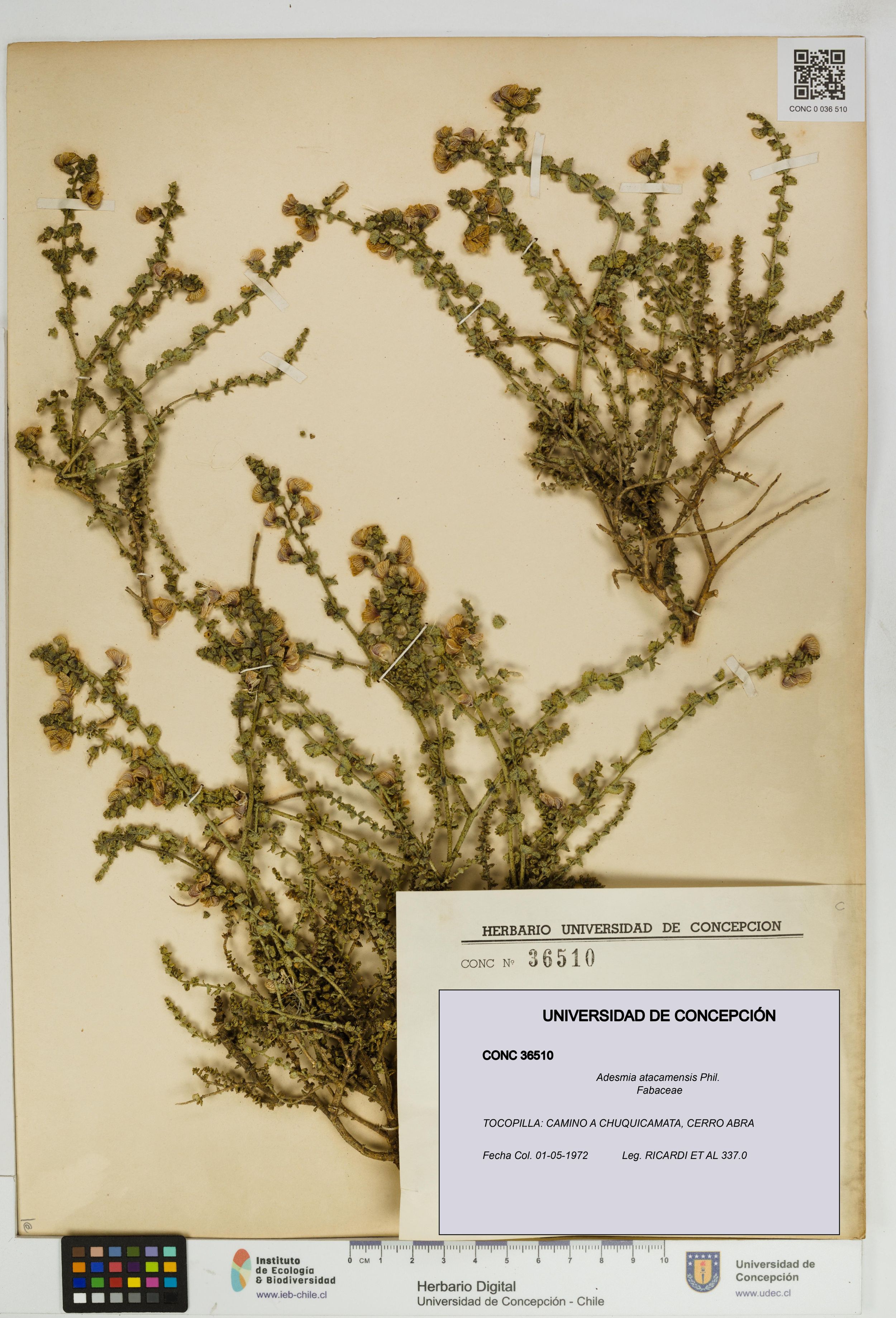 Adesmia atacamensis [Espécimen: ]