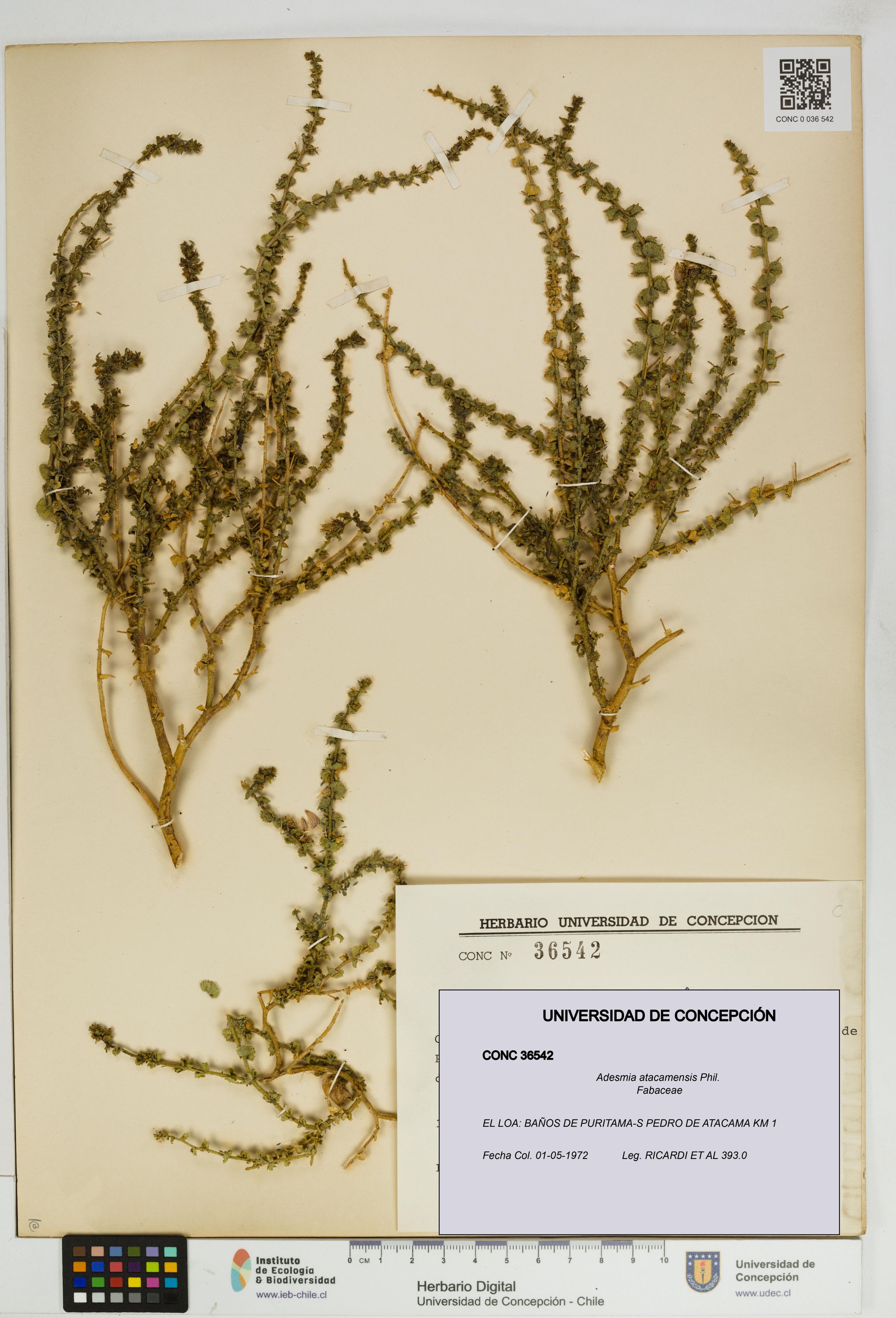 Adesmia atacamensis [Espécimen: ]