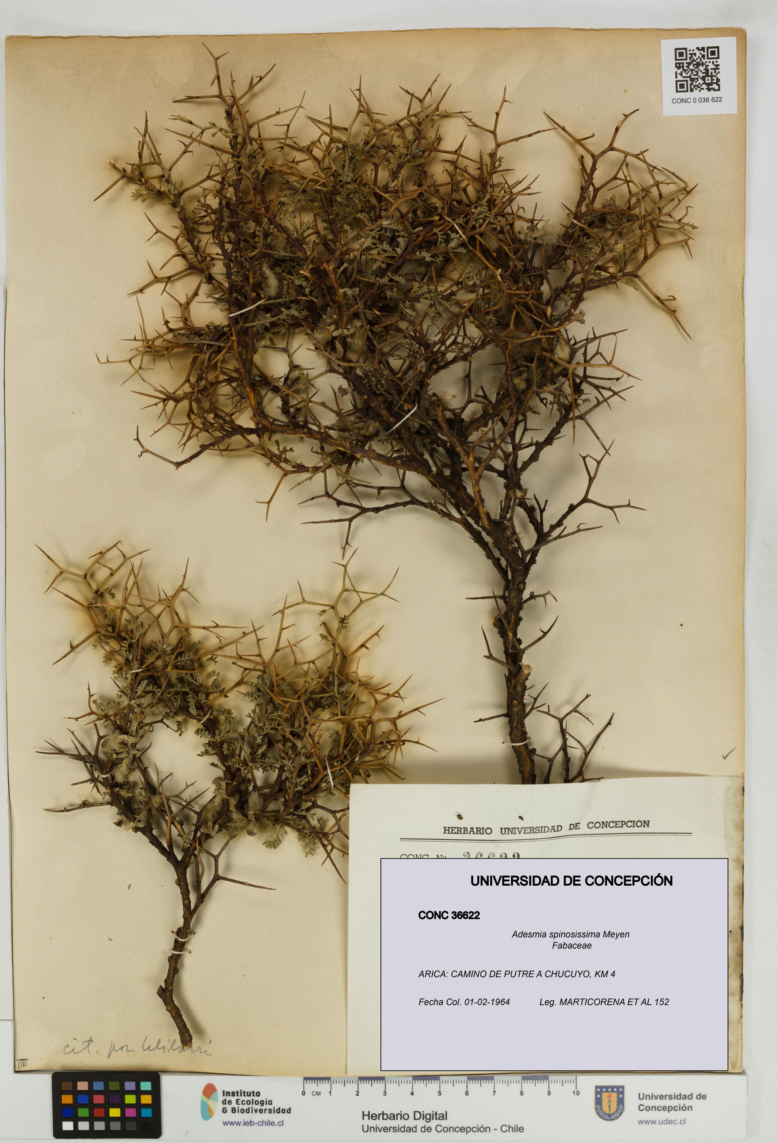 Adesmia spinosissima [Espécimen: ]