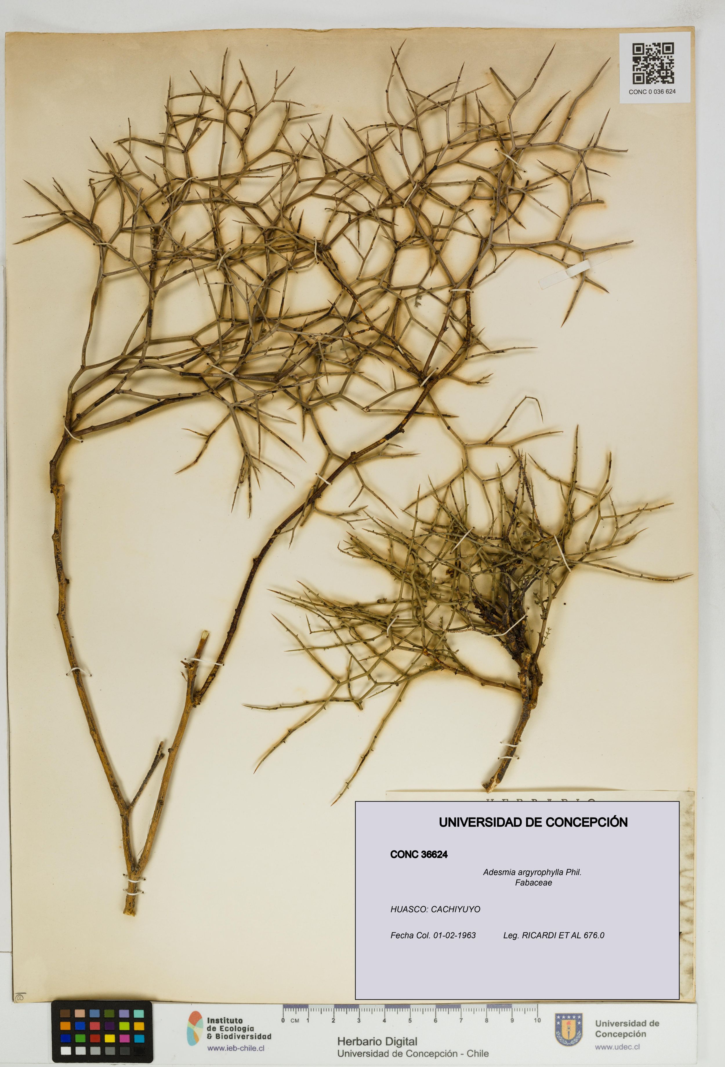 Adesmia argyrophylla [Espécimen: ]