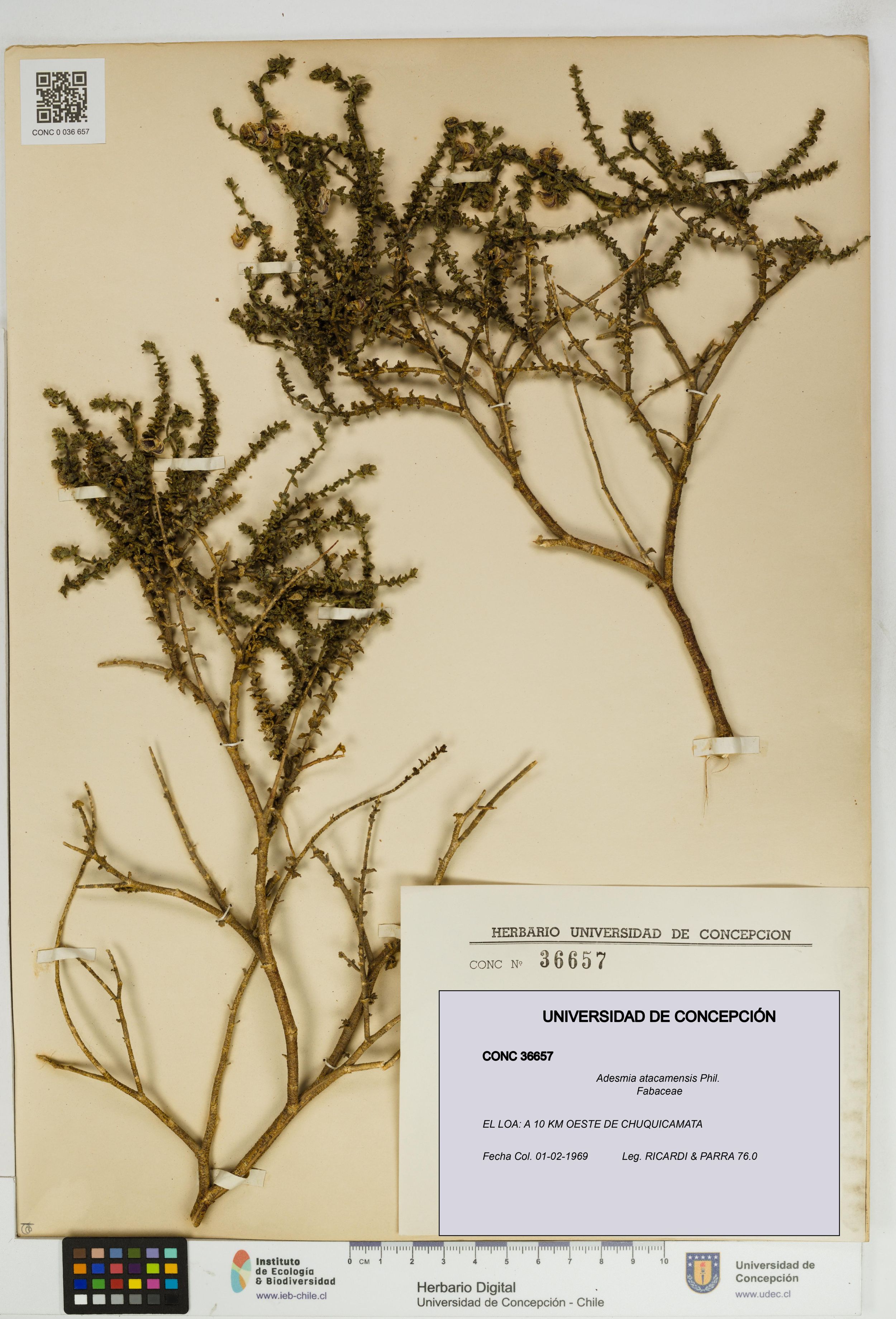 Adesmia atacamensis [Espécimen: ]