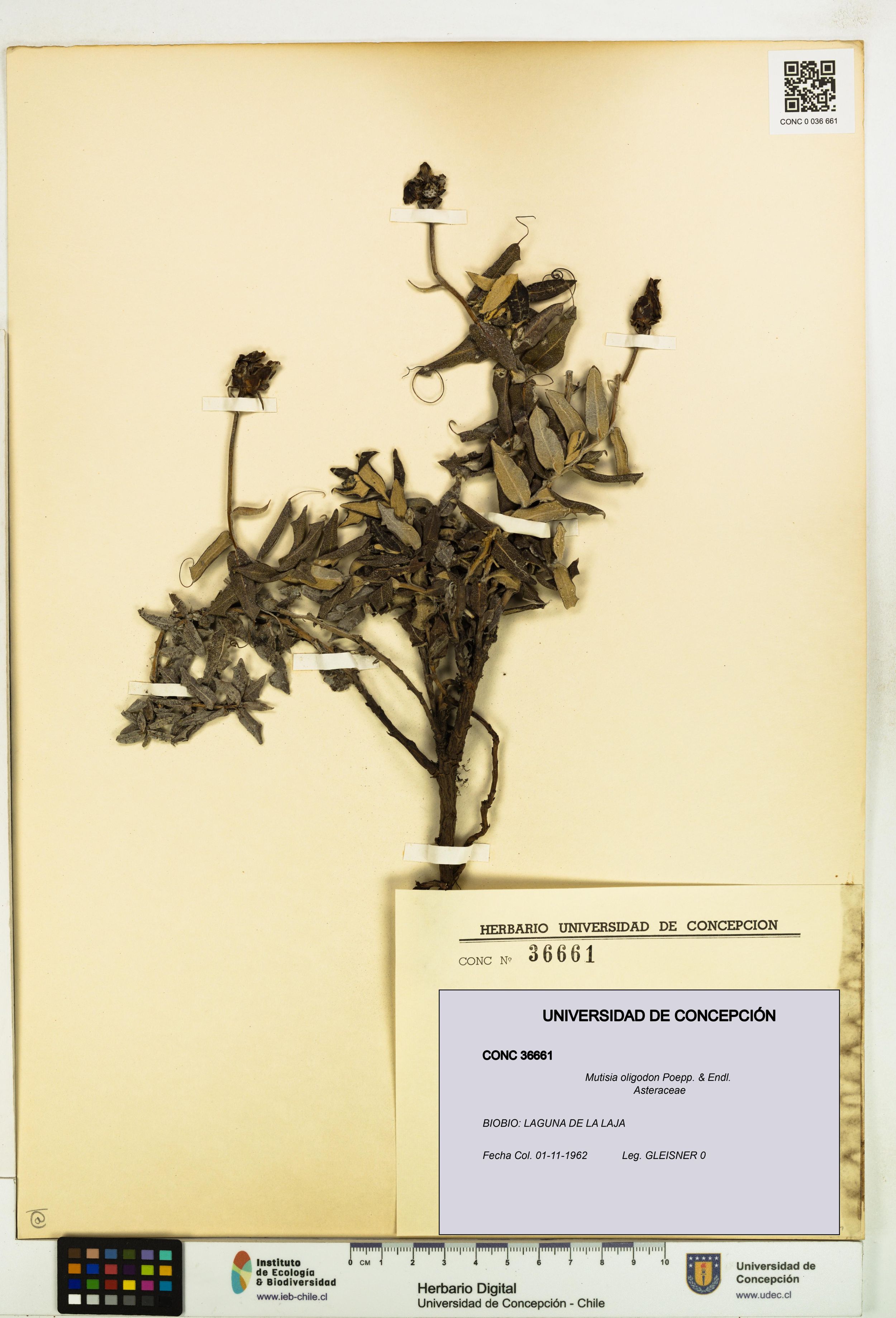 Mutisia oligodon [Espécimen: ]