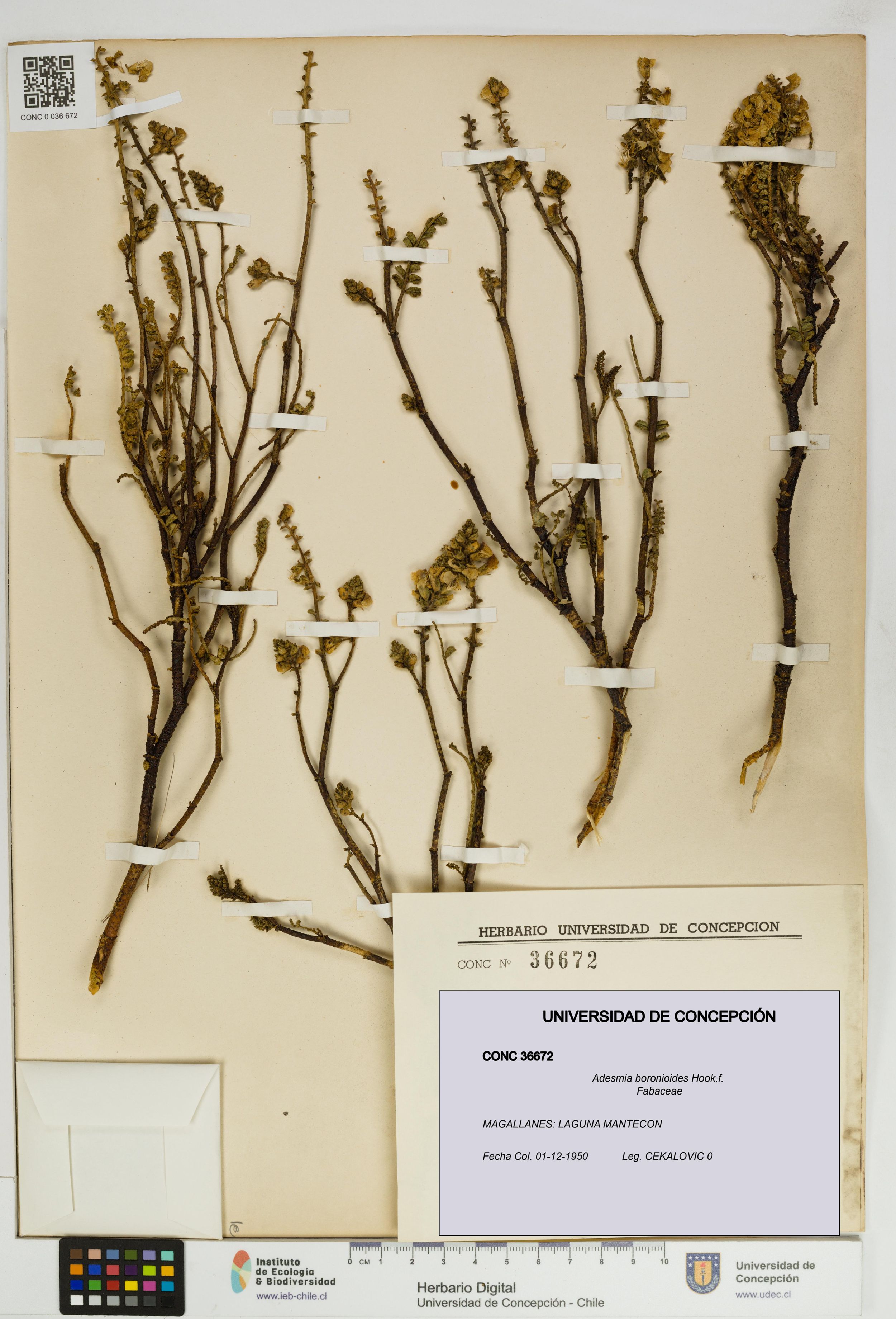 Adesmia boronioides [Espécimen: ]