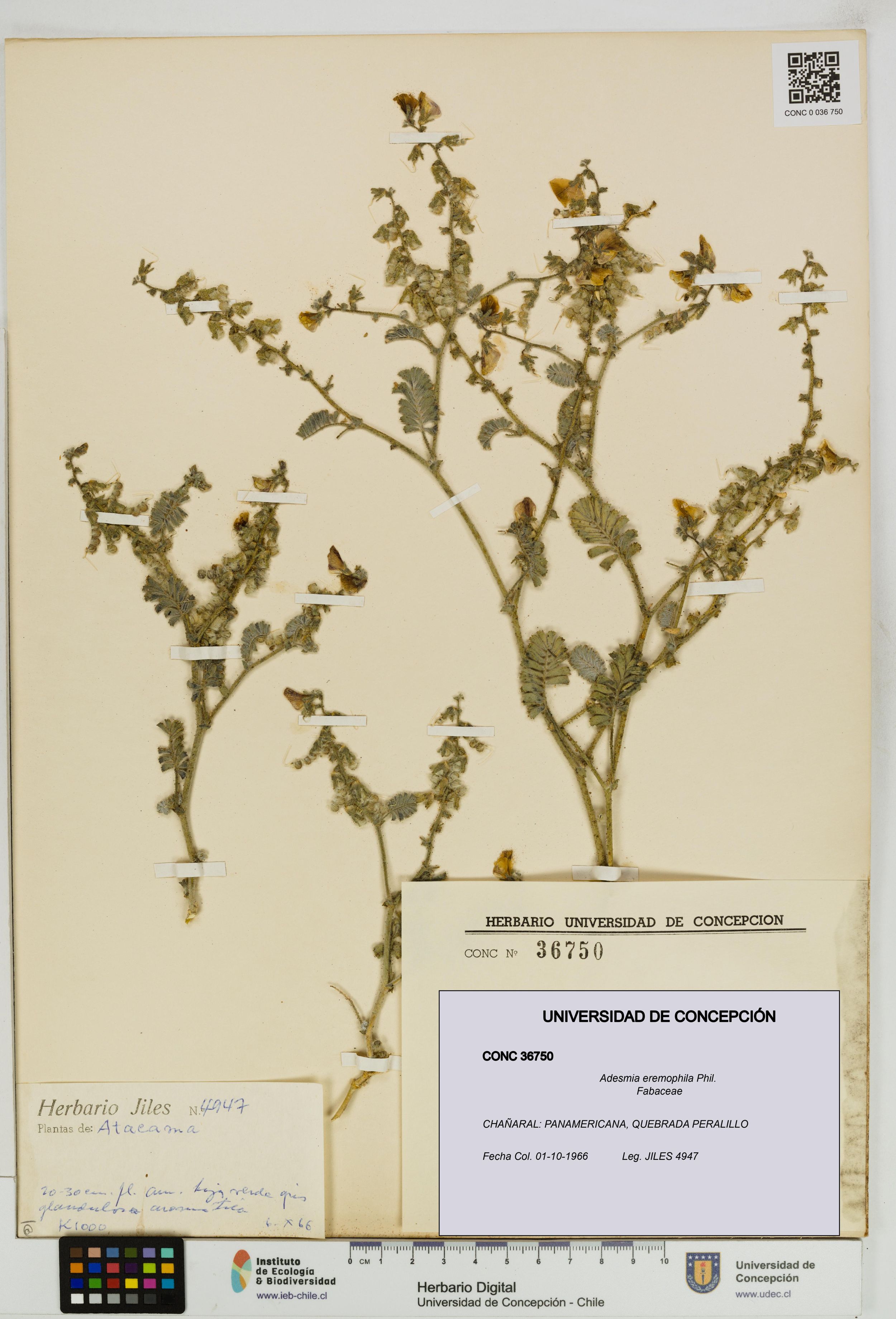 Adesmia eremophila [Espécimen: ]